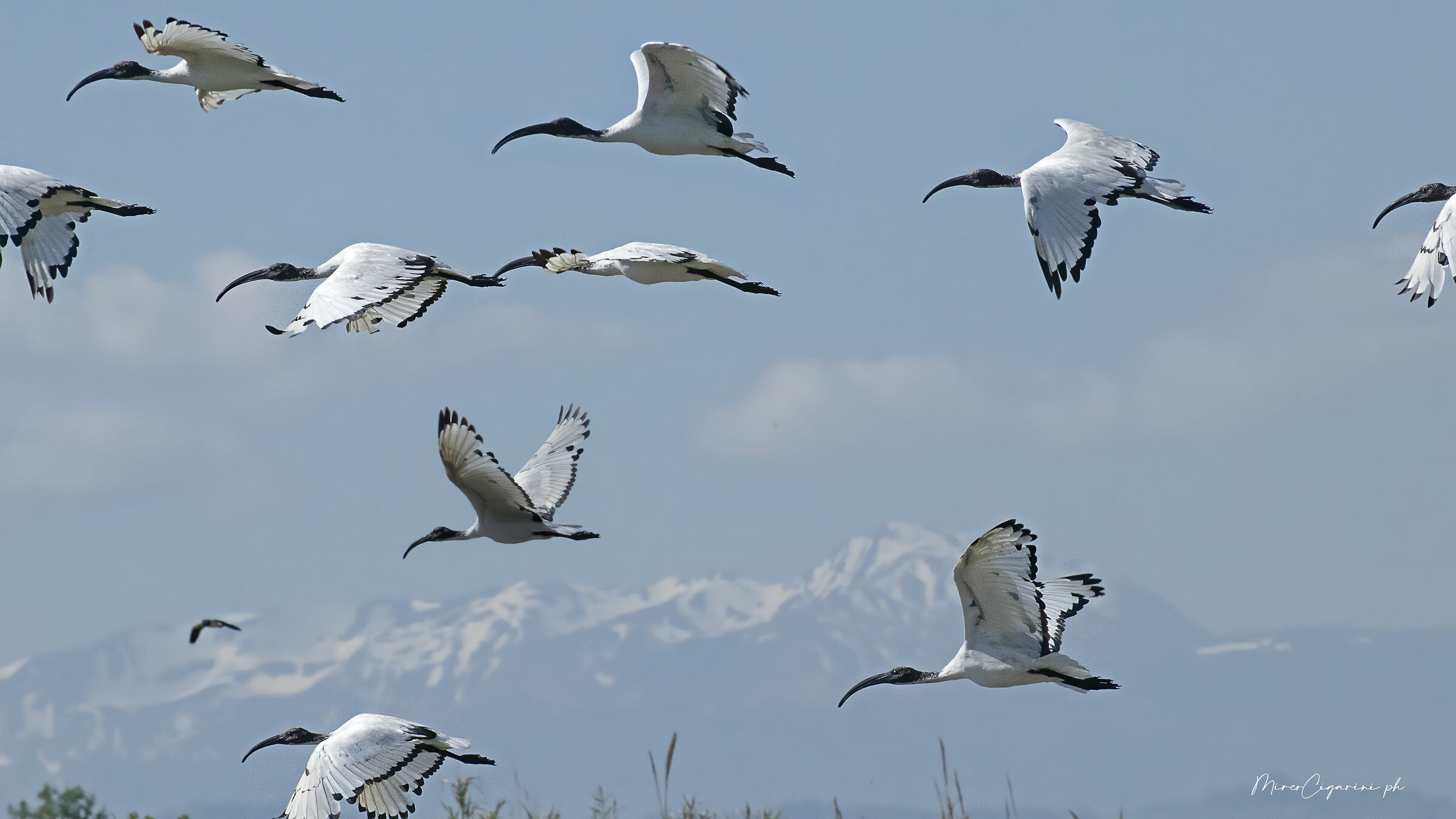 iBIS SACRO(Threskiornis aethiopicus)sfondo monteCusna