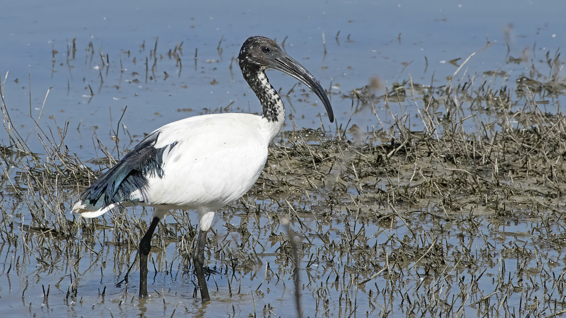 iBIS sacro (Threskiornis aethiopicus)
