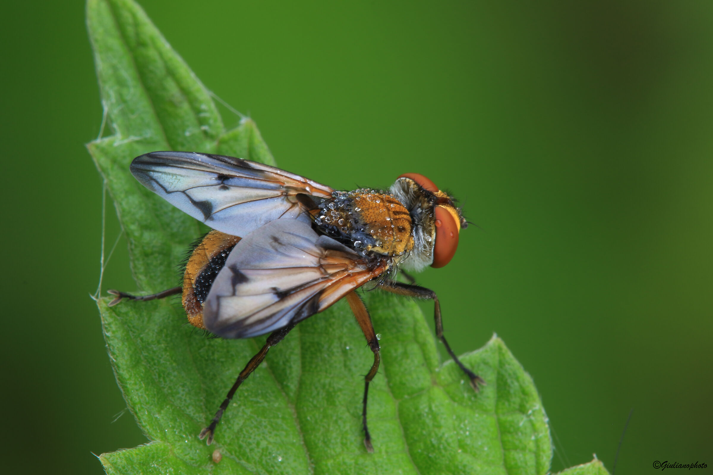 Ectophasia crassipennis