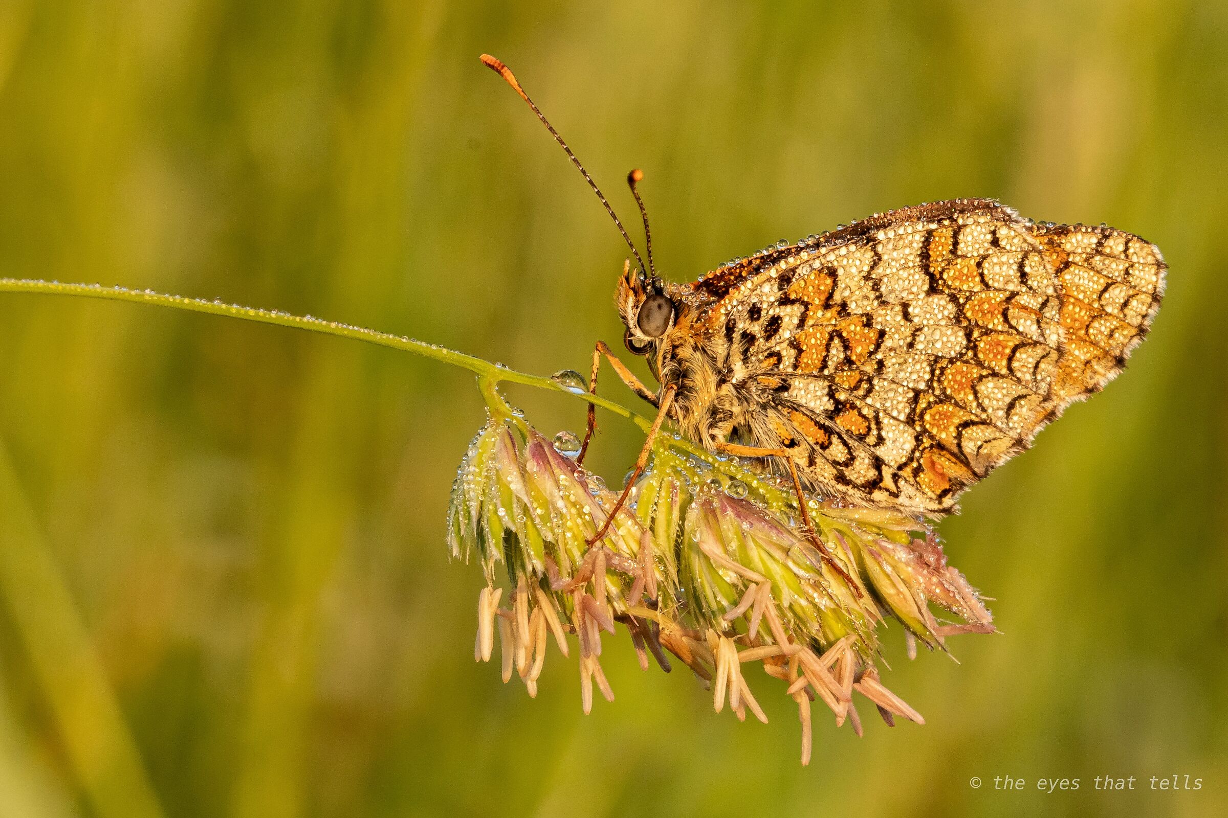 The morning has another light