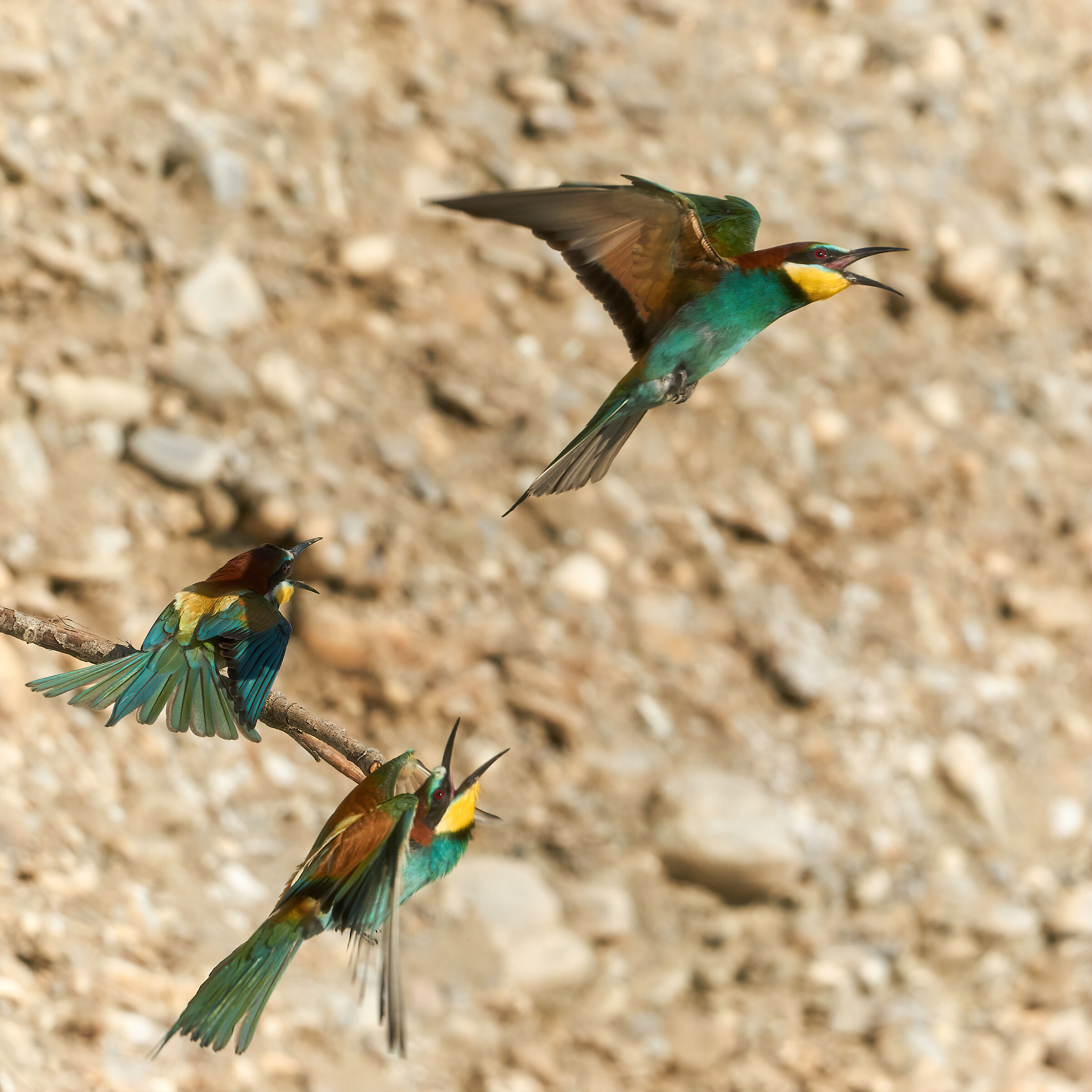 ...litigi tra gruccioni