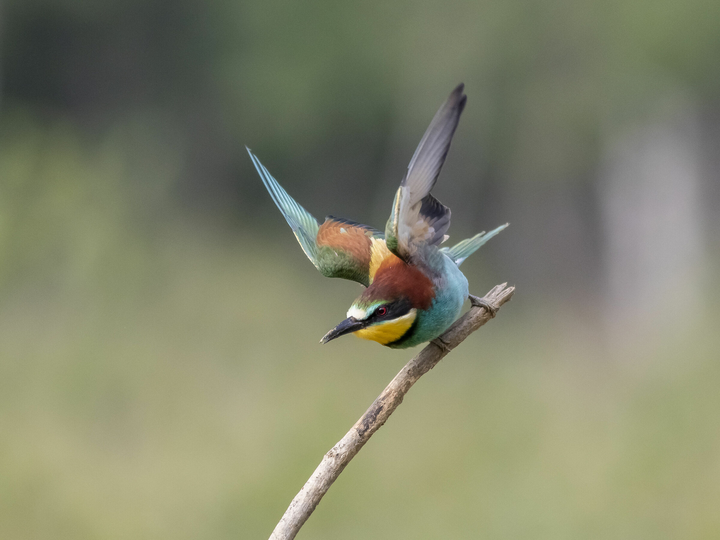 Gruccione in decollo