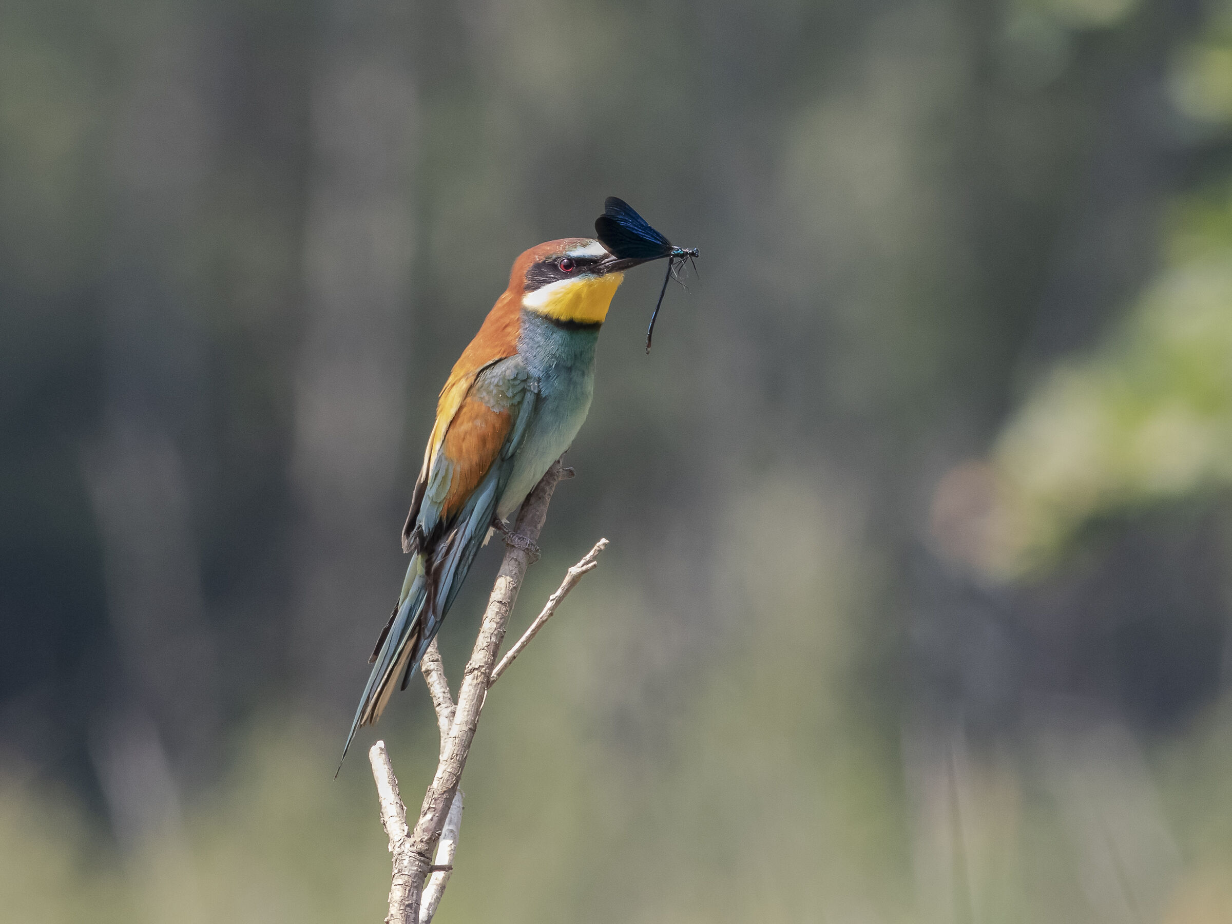 Gruccione e damigella