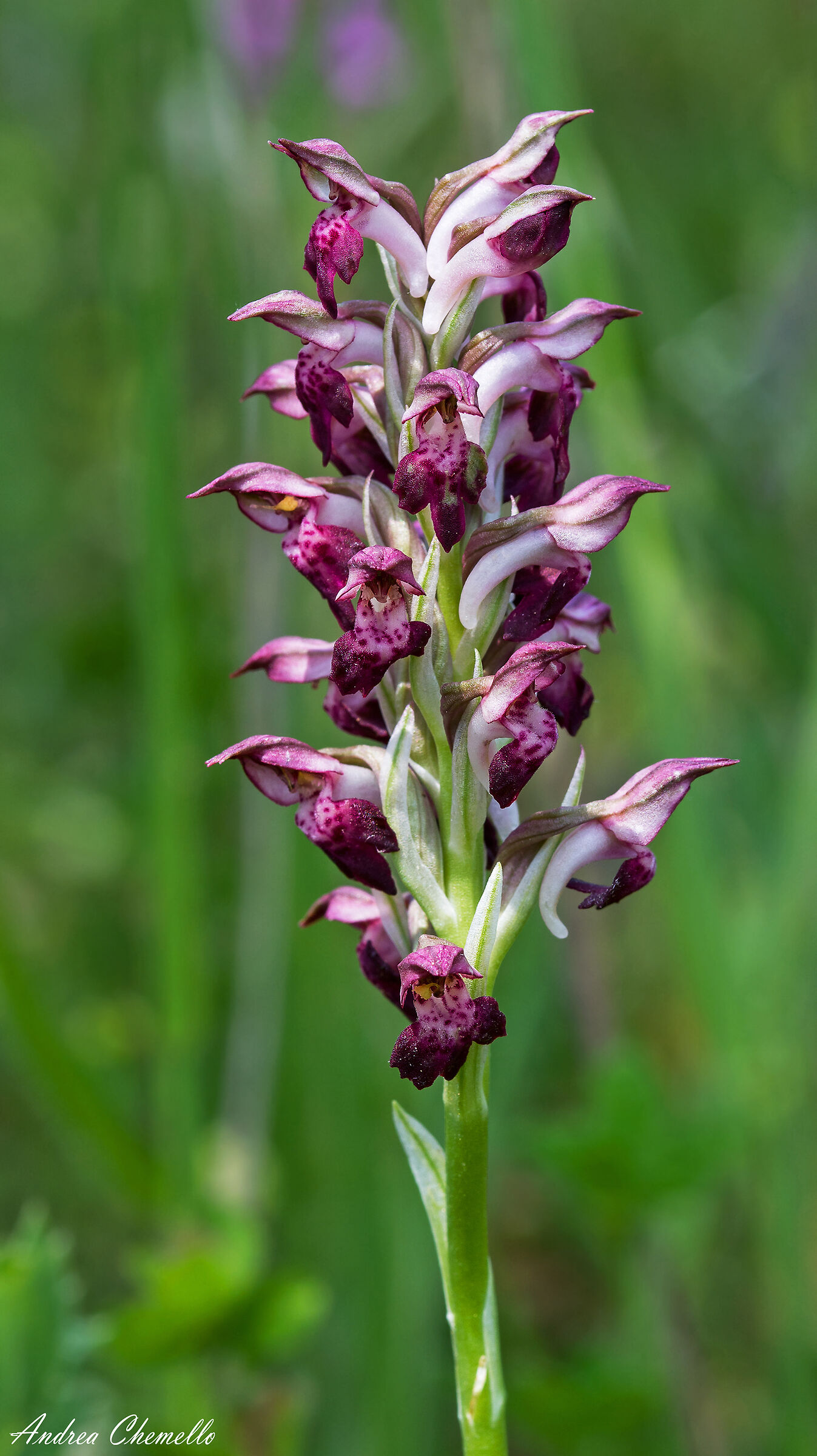 Orchidea cimicina (Anacamptis coriophora)