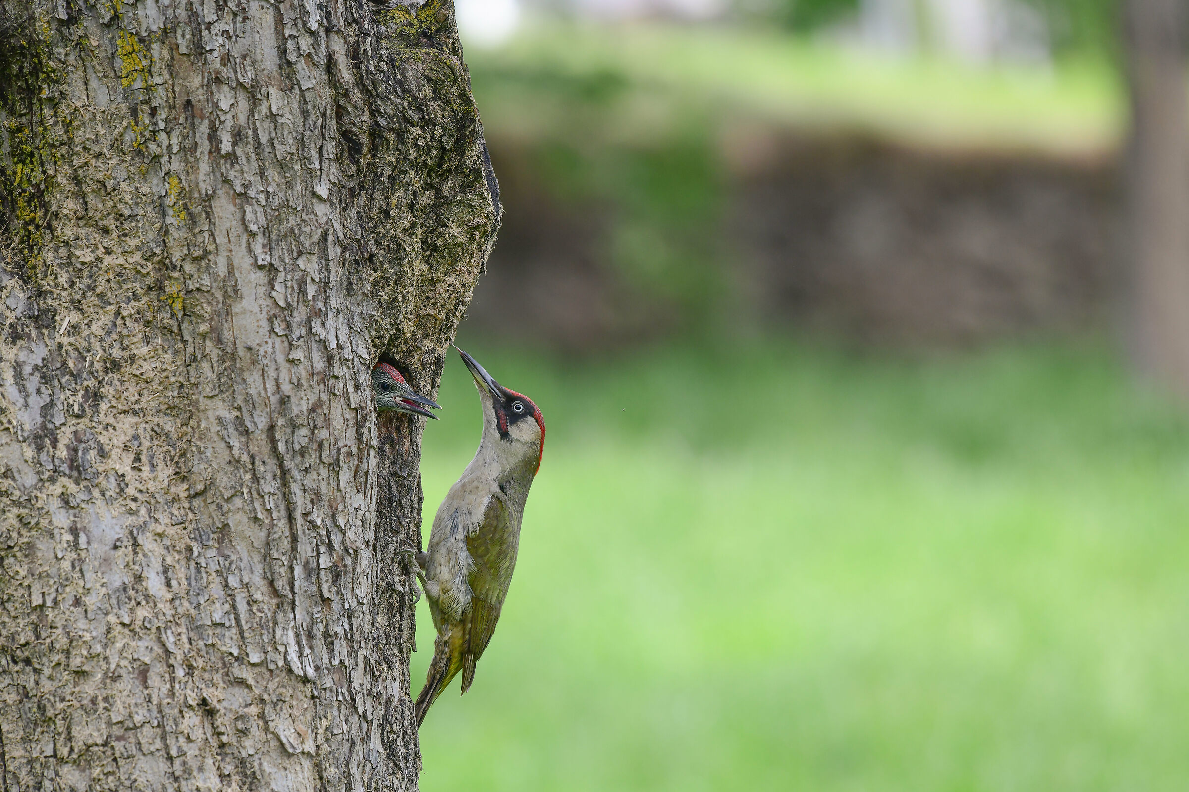 picchio verde grande e piccolo