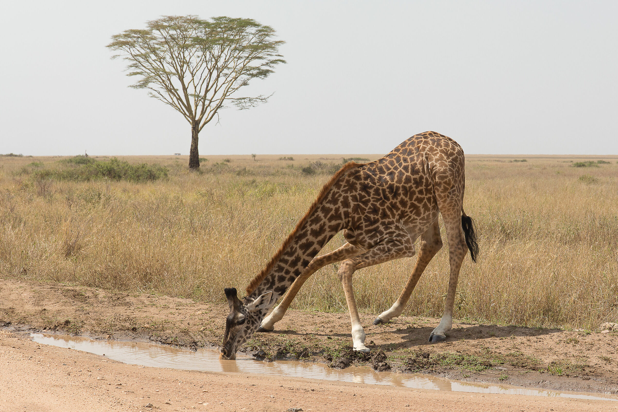 Che fatica per un poco d'acqua