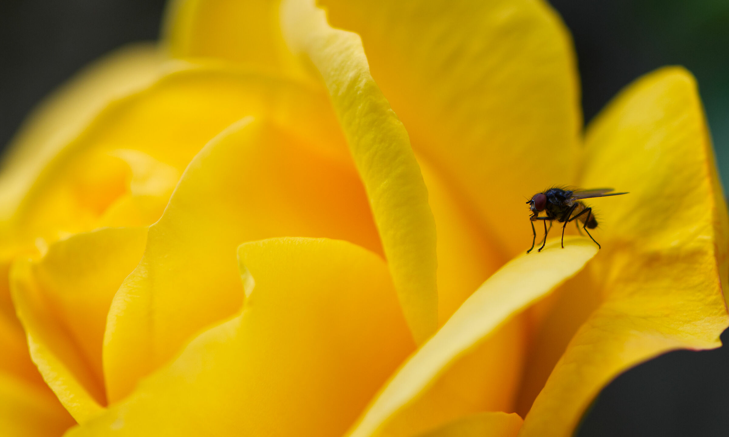 Mosca