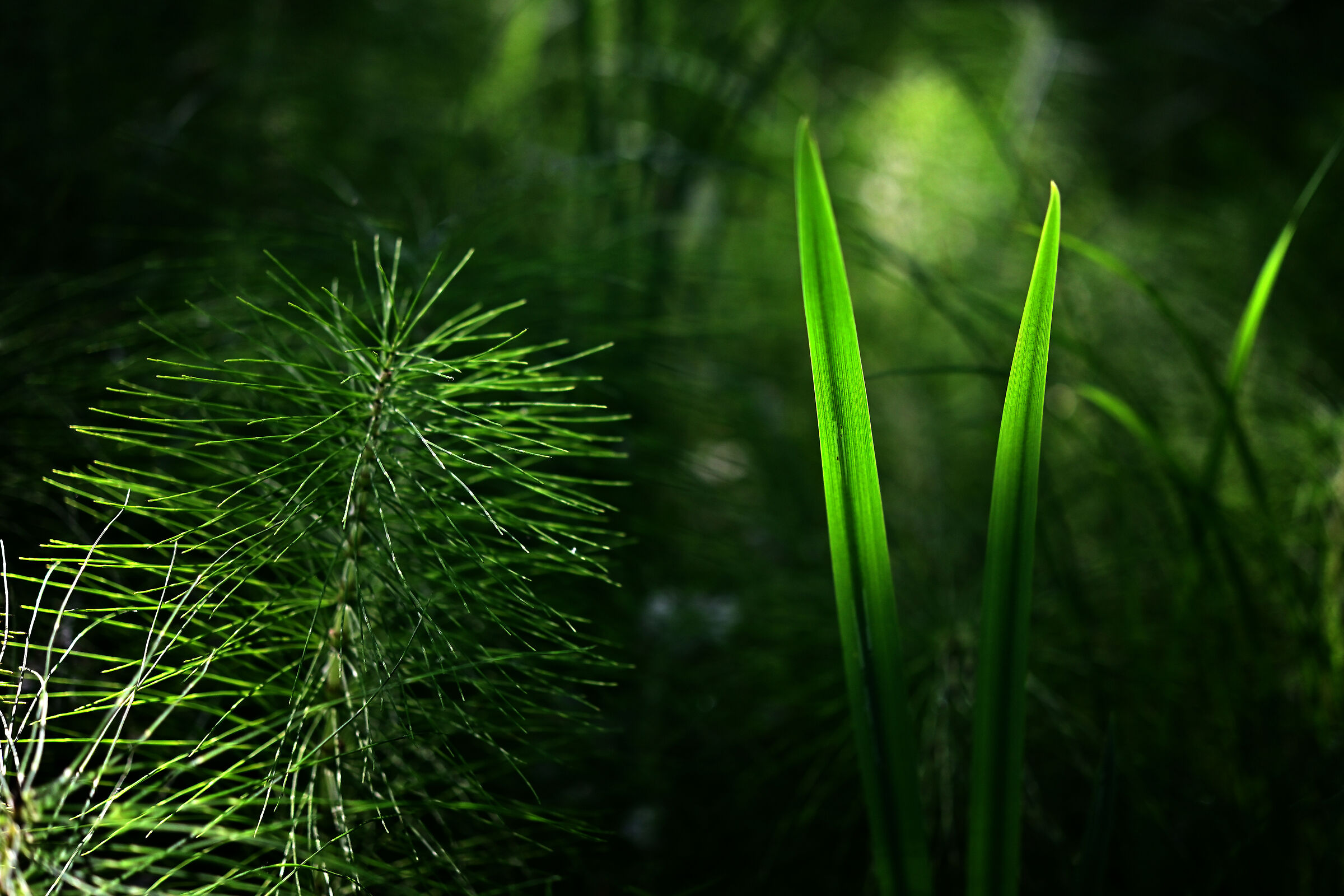 Lights and shadows of the undergrowth.