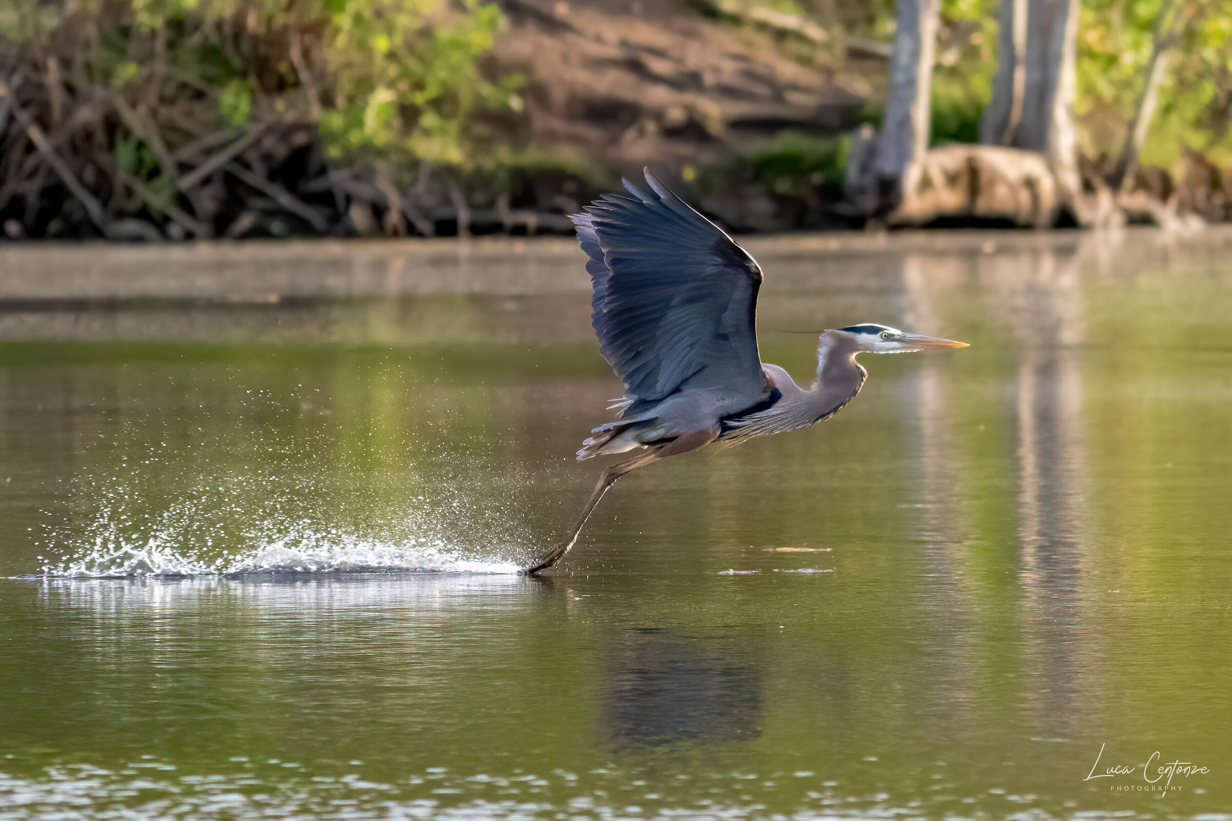 The Flight of the Heron