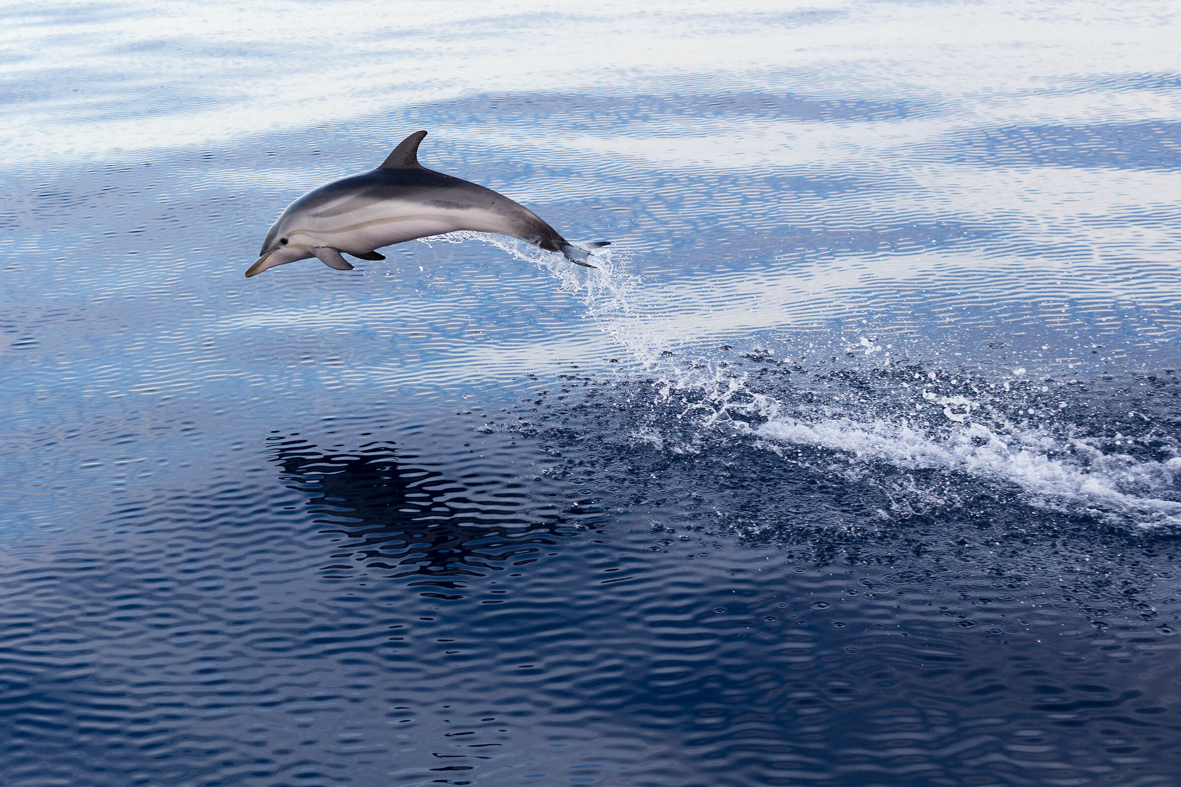 Stenella coeruleoalba