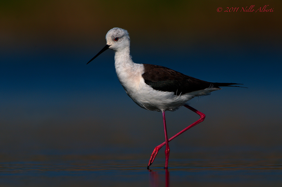 Knight at the first light of the sun!