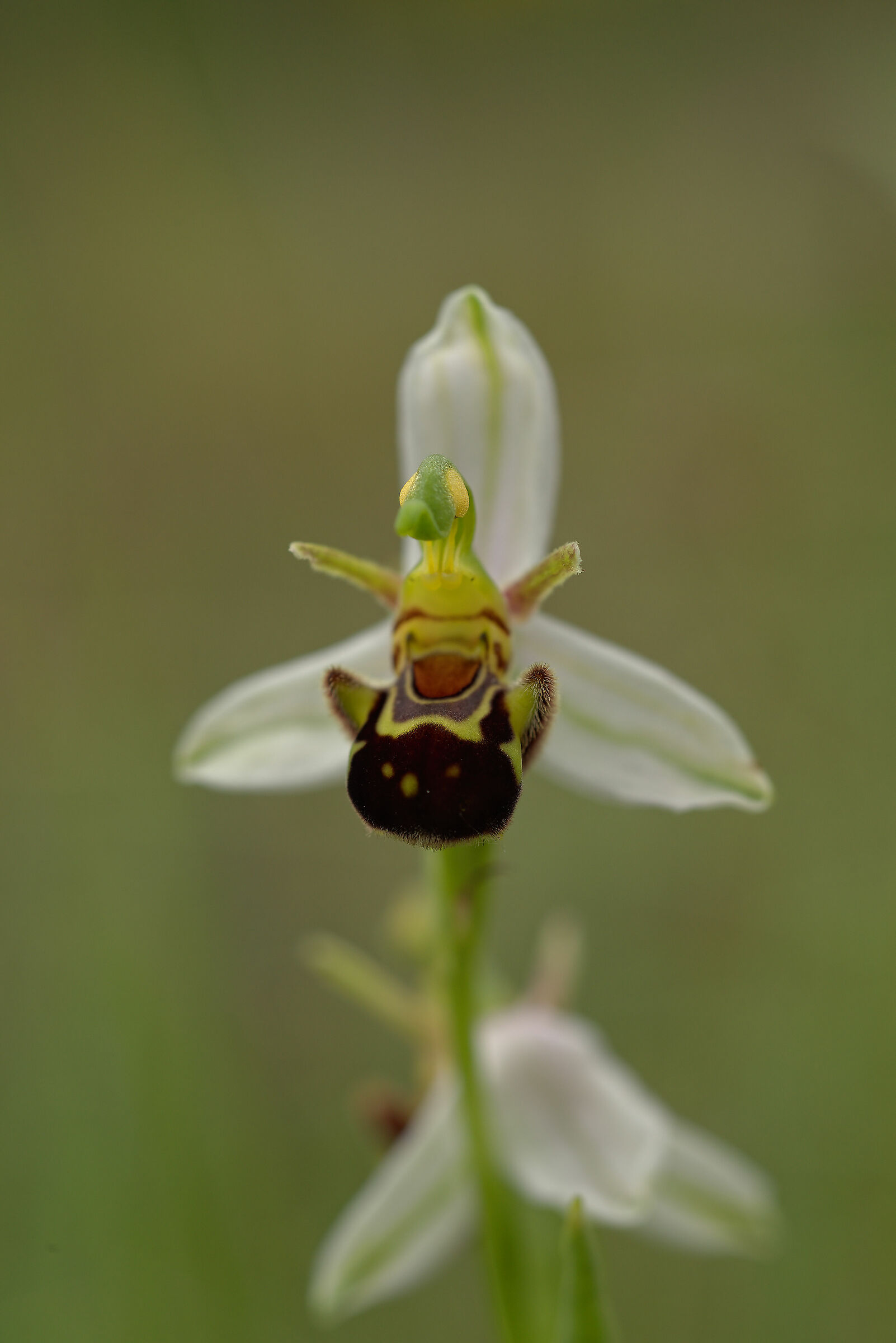 Ophrys apifera