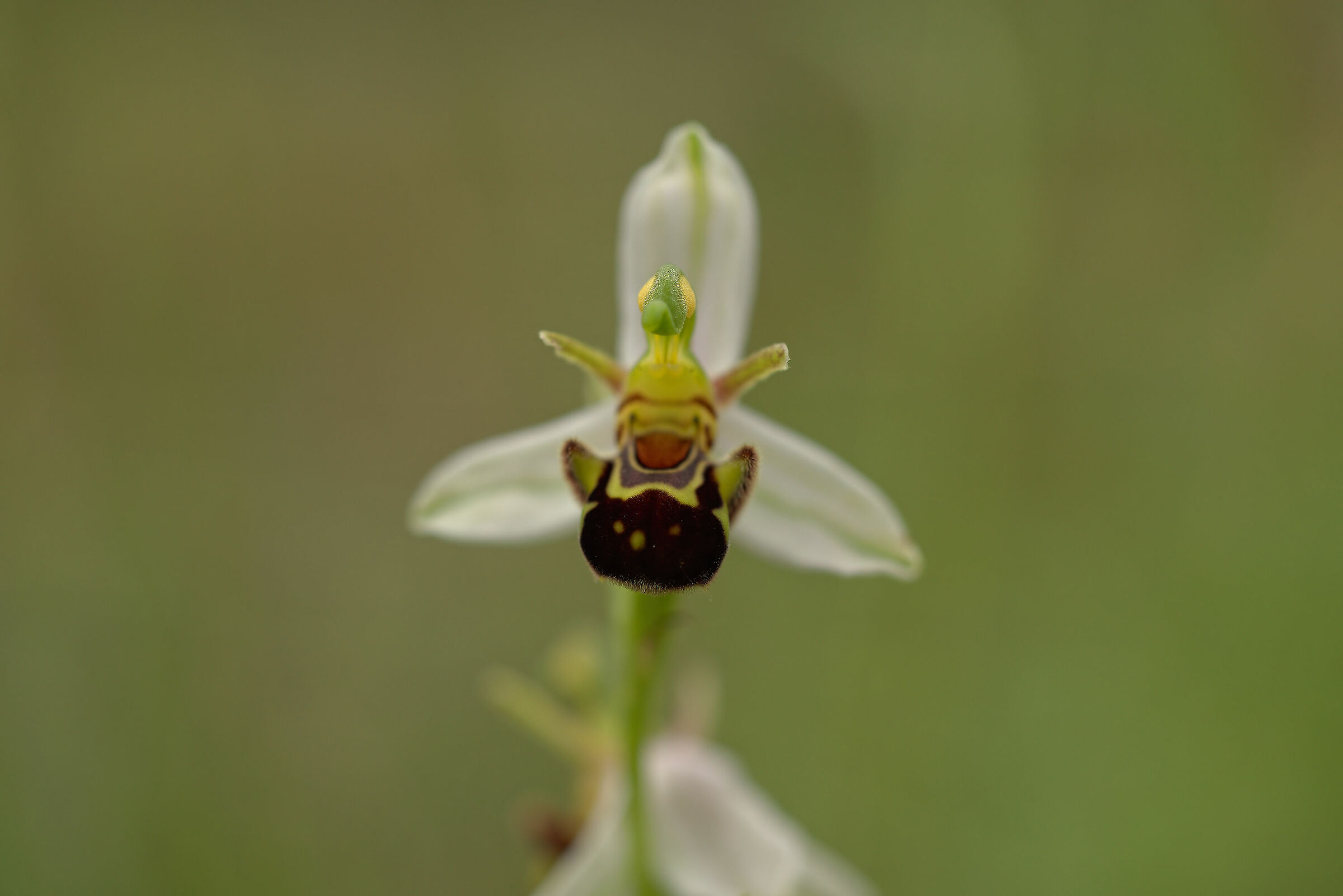 Ophrys apifera