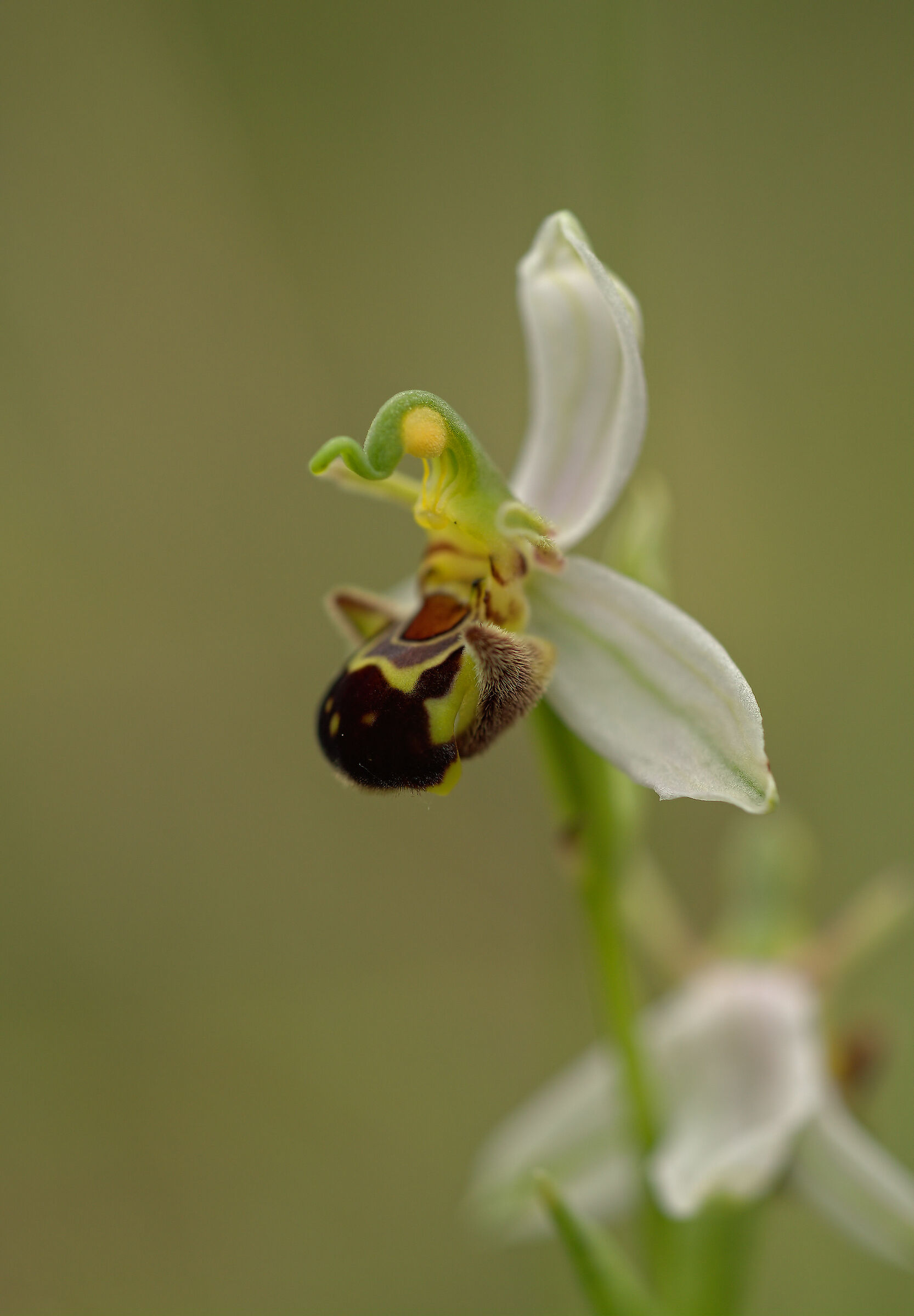 Ophrys apifera