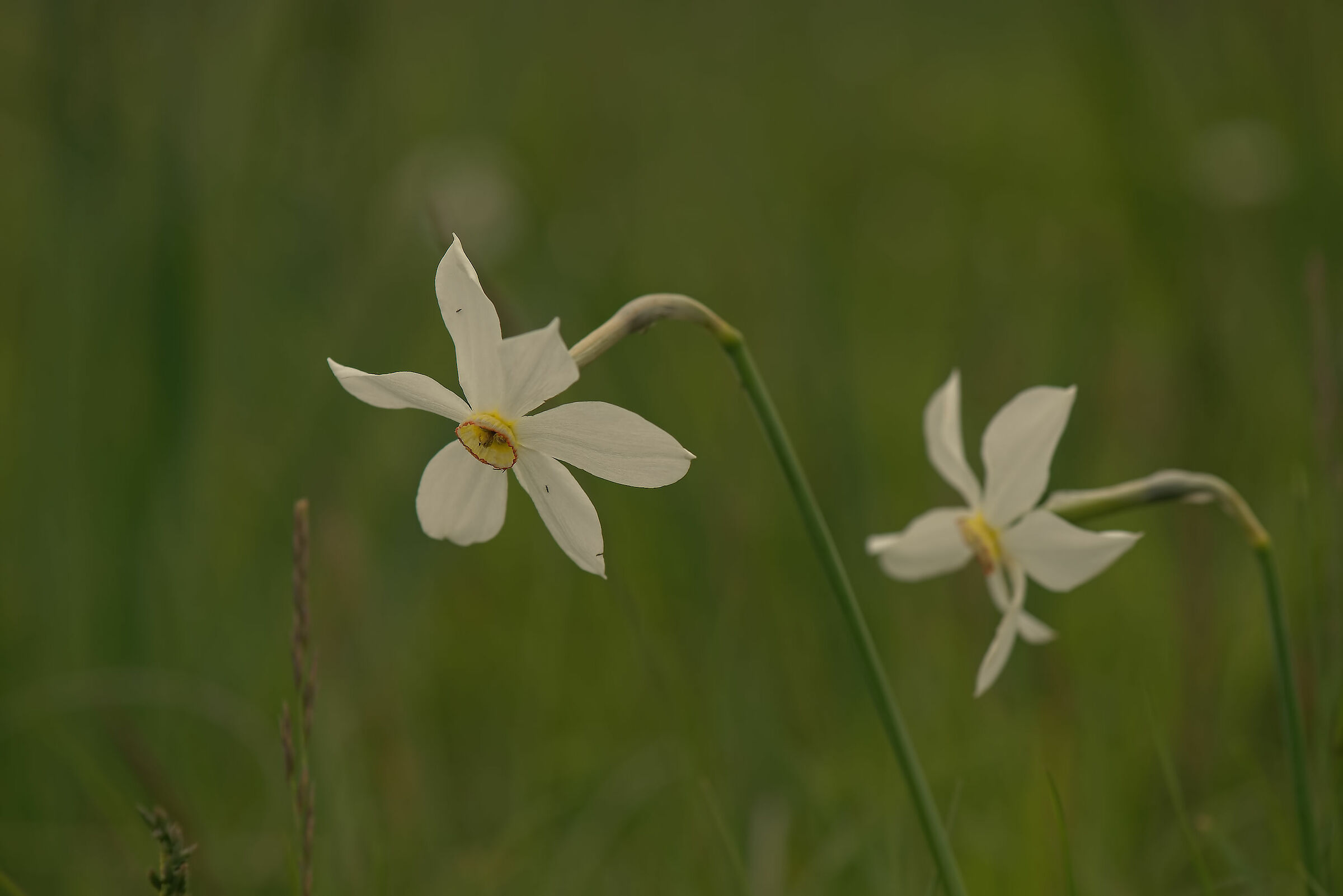Narcissus poeticus