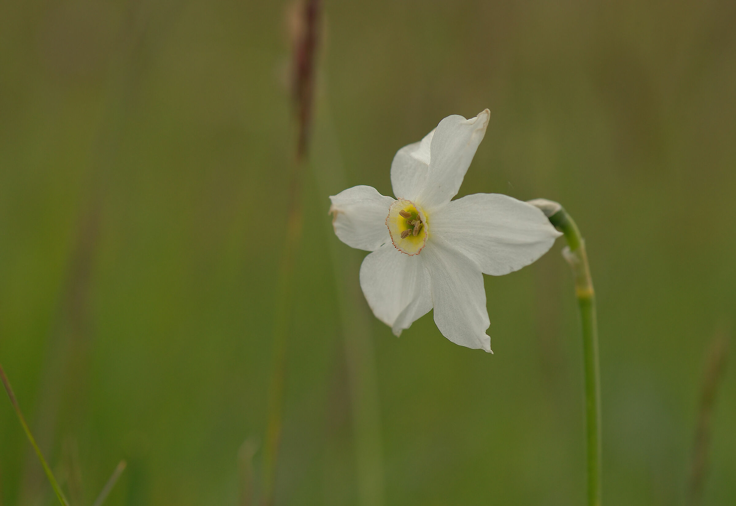 Narcissus poeticus