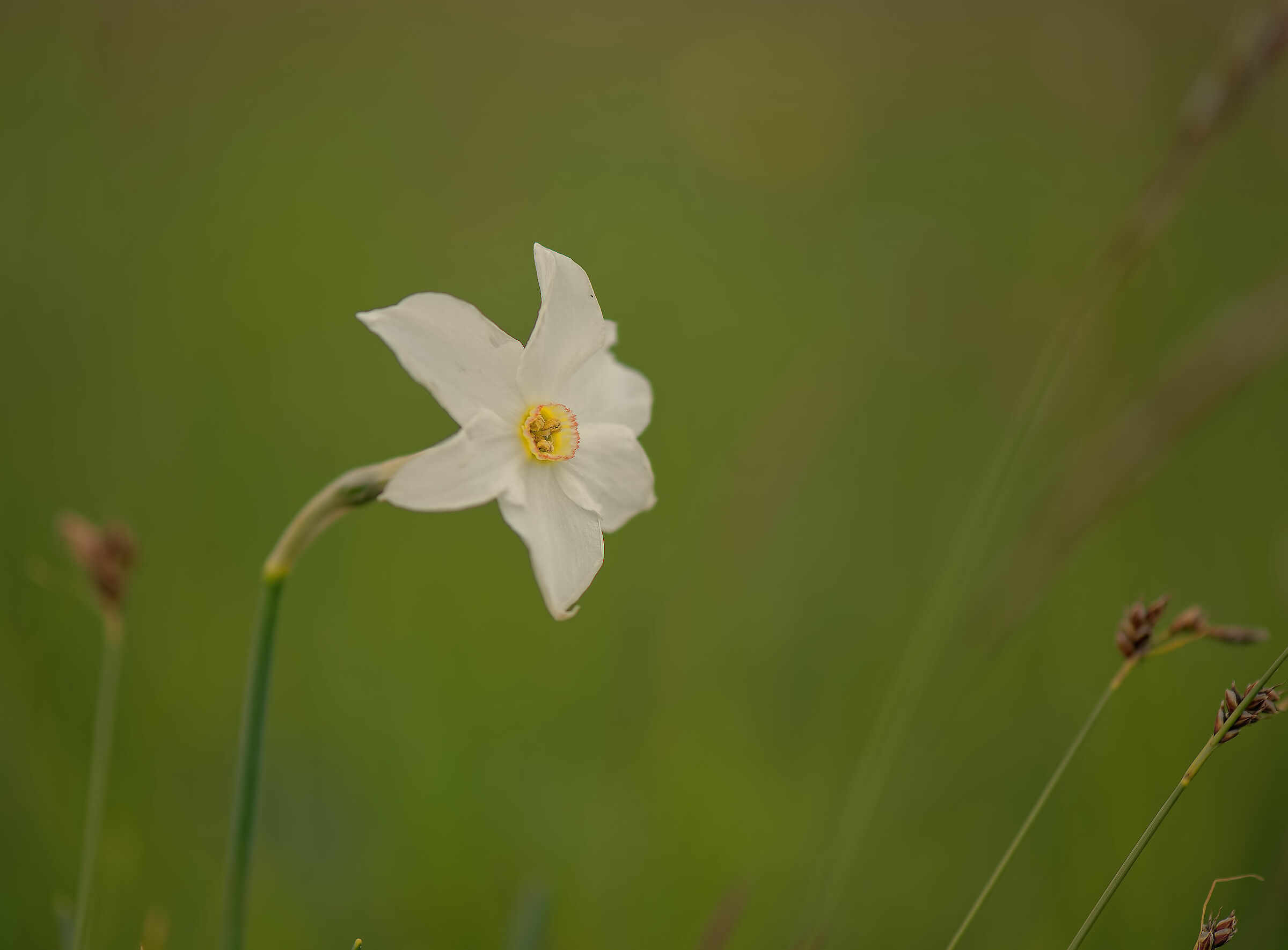 Narcissus poeticus
