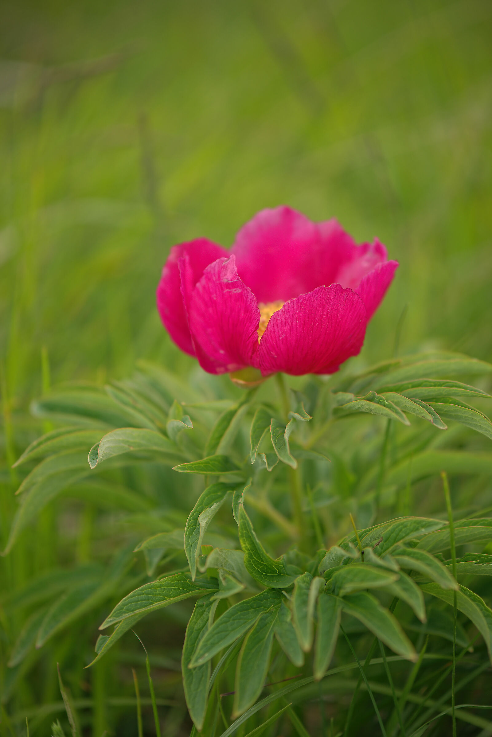 Peony officinalis