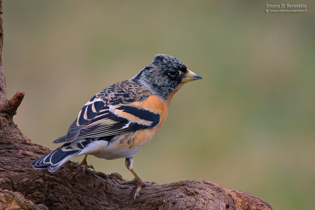 Brambling