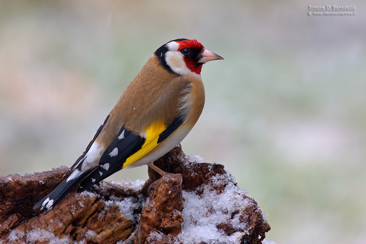 Goldfinch