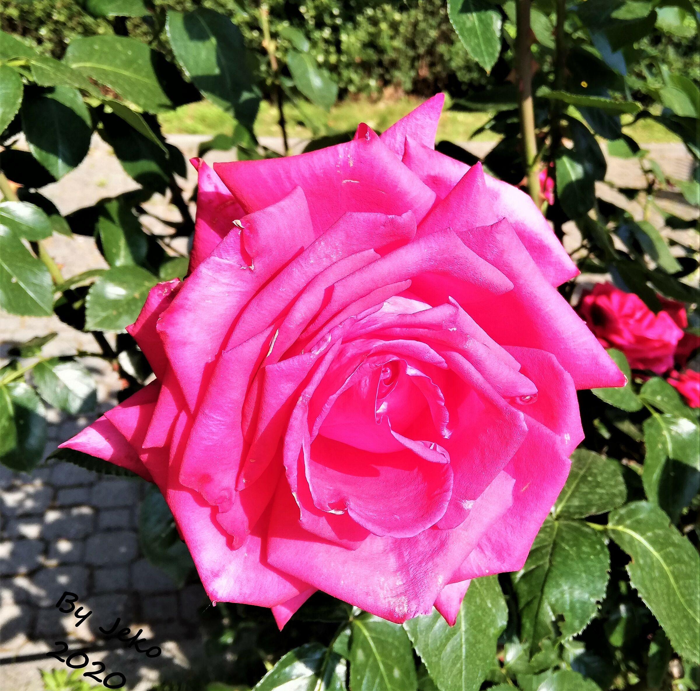 pink of my garden...