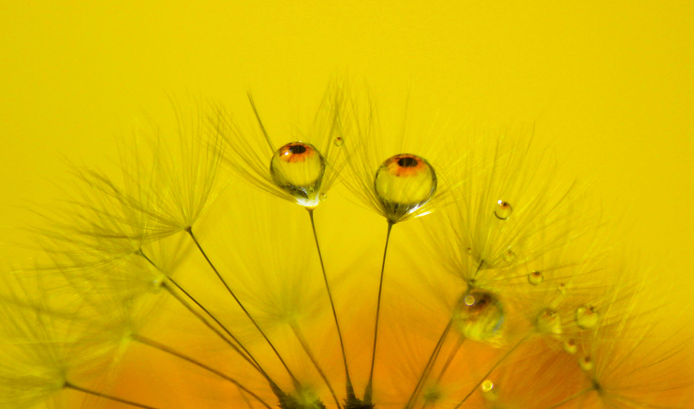 Gli occhi della primavera