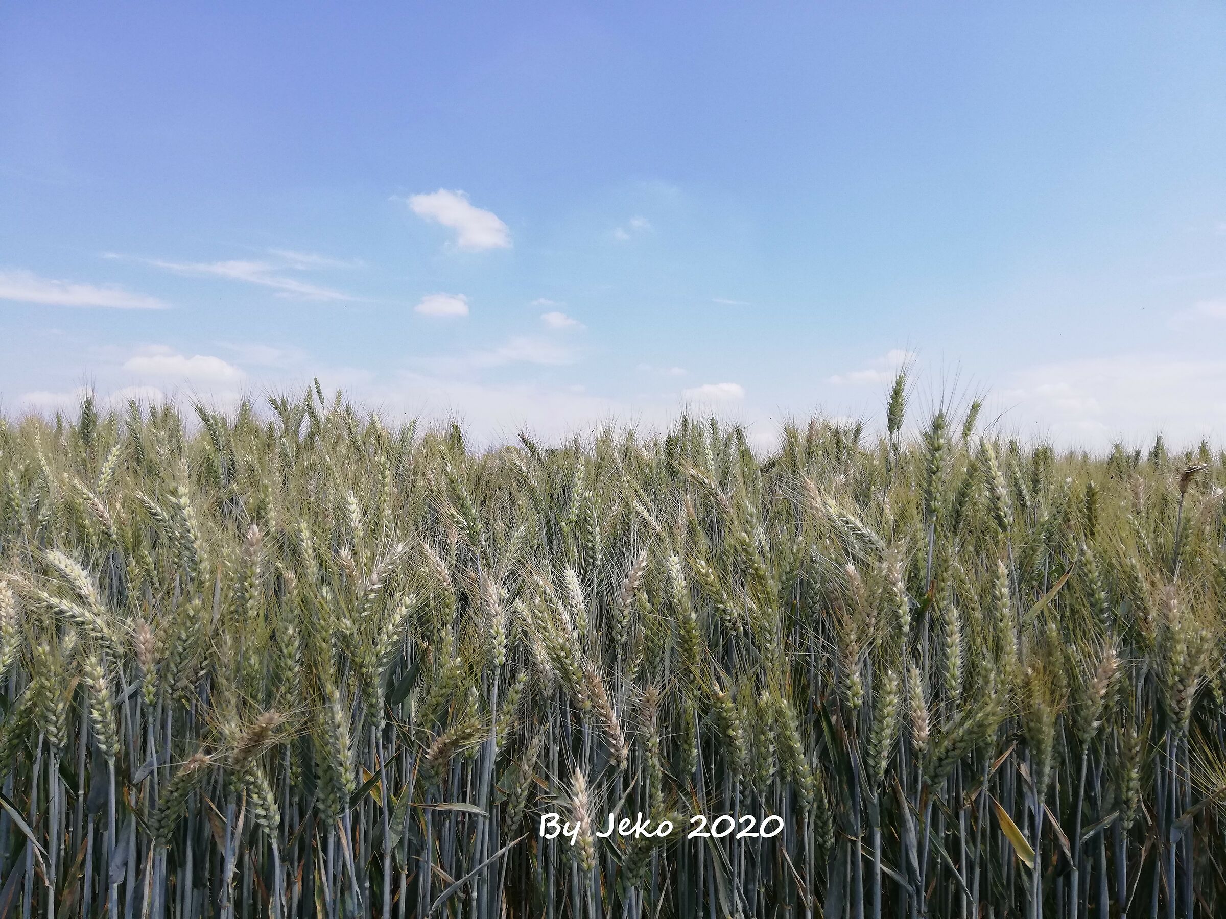 wheat field...
