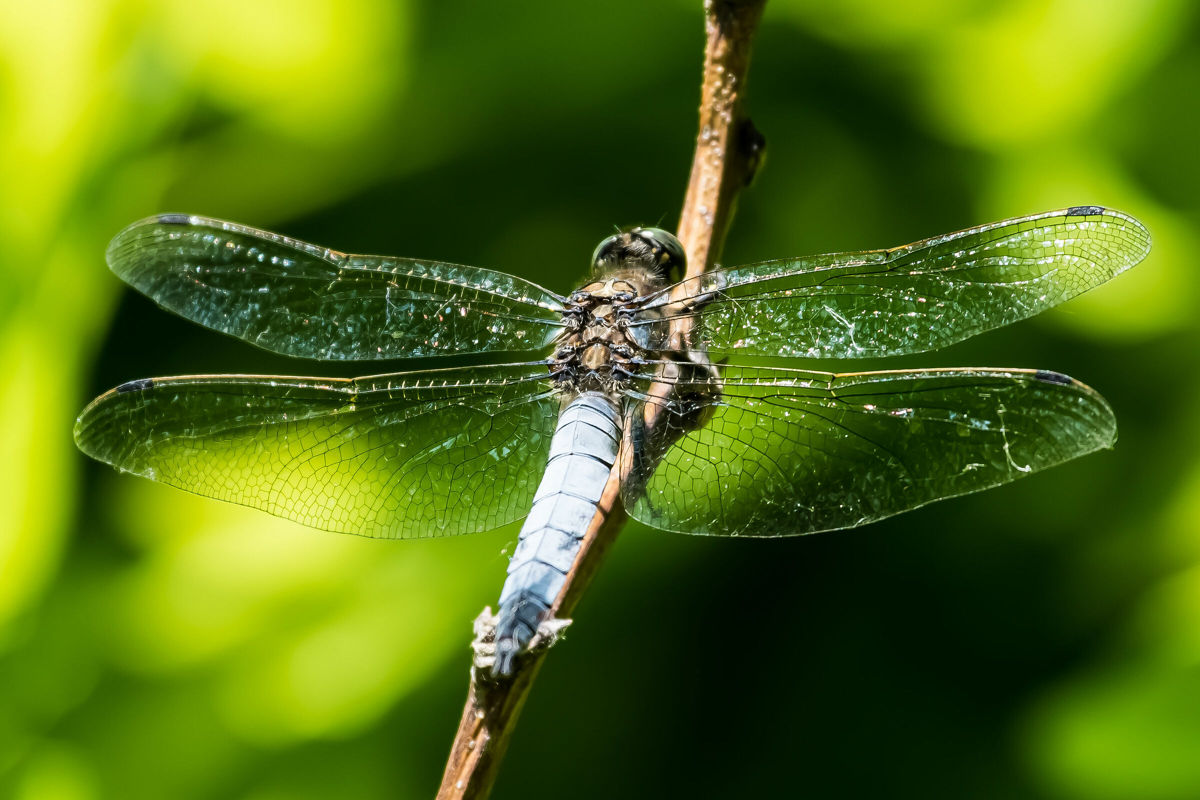 Bridesmaid dragonfly