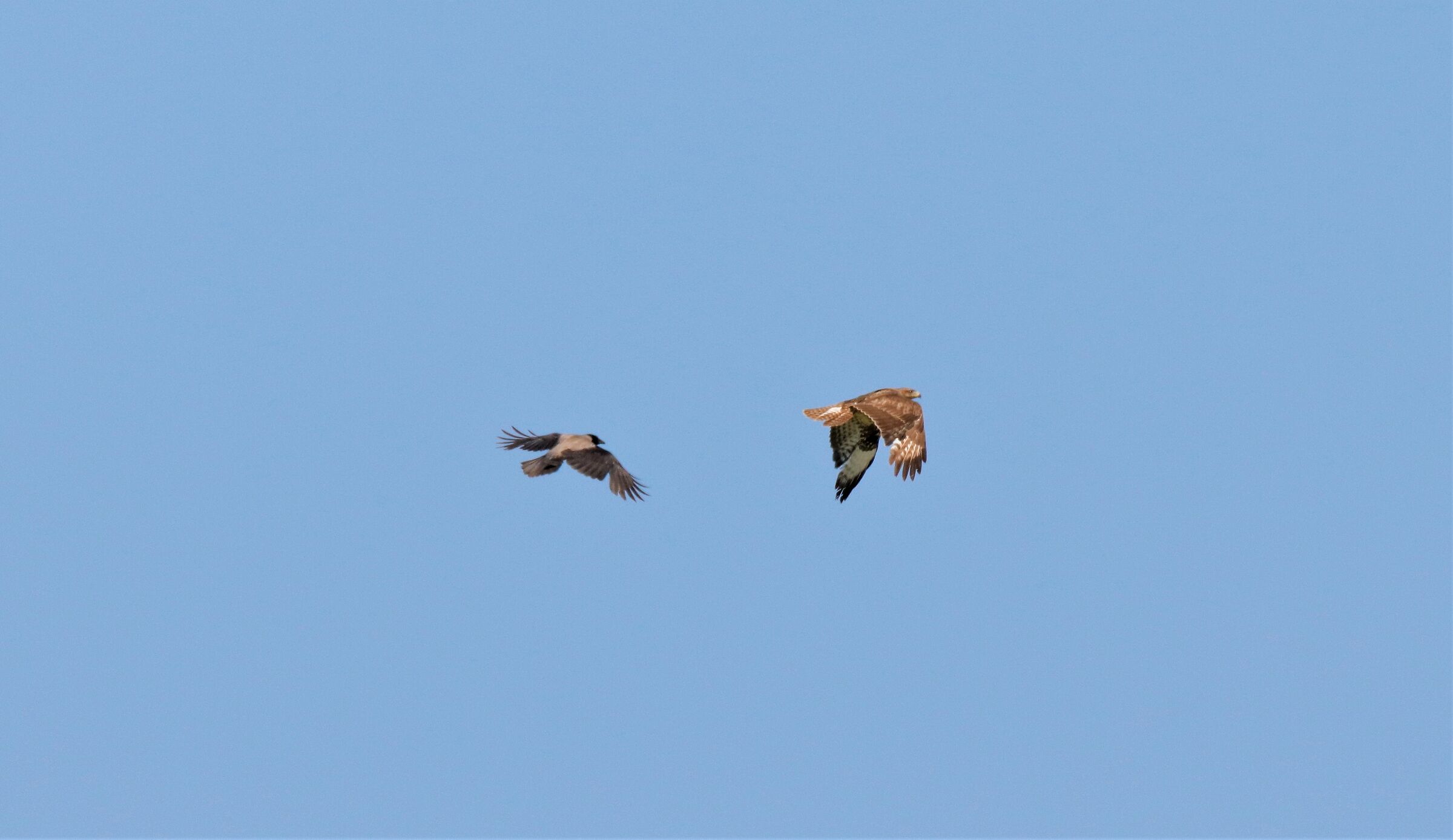 horn drives away buzzard