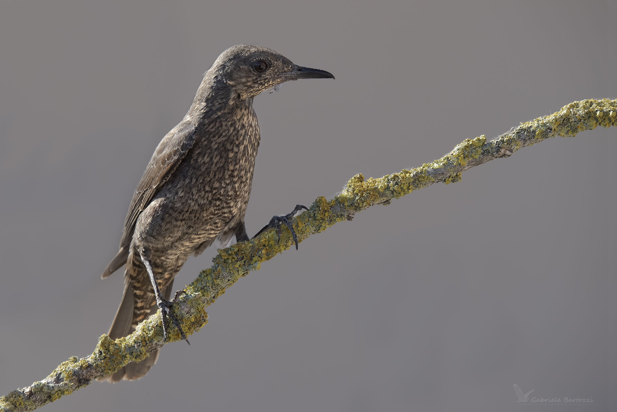 Passero solitario femmina