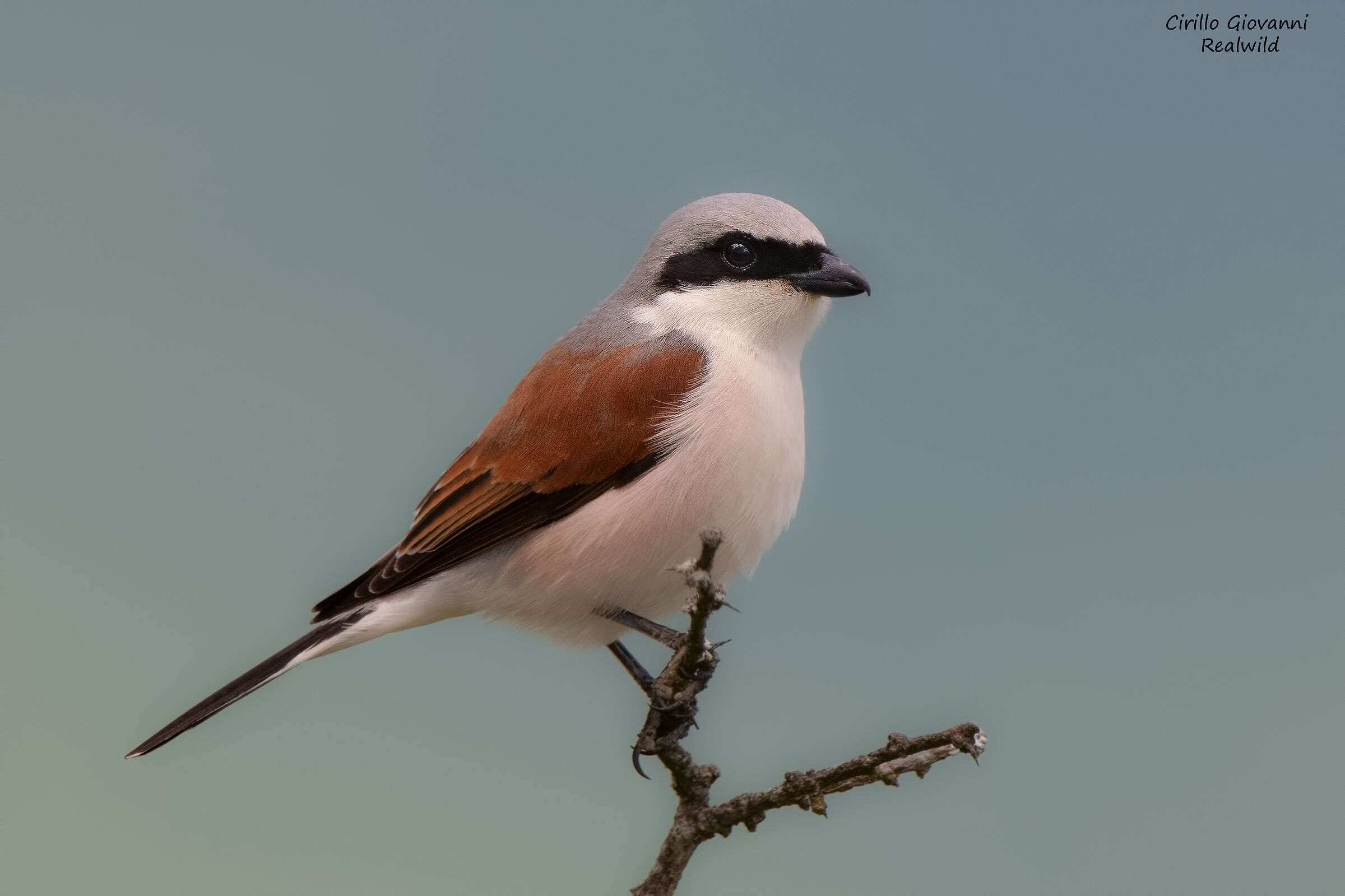 averla piccola maschio