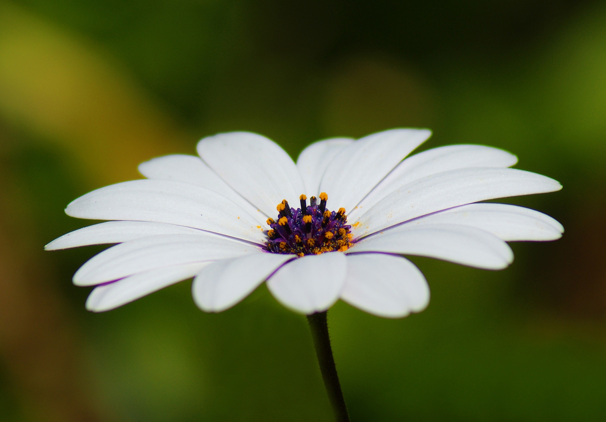 Mi ama o non mi ama!!!