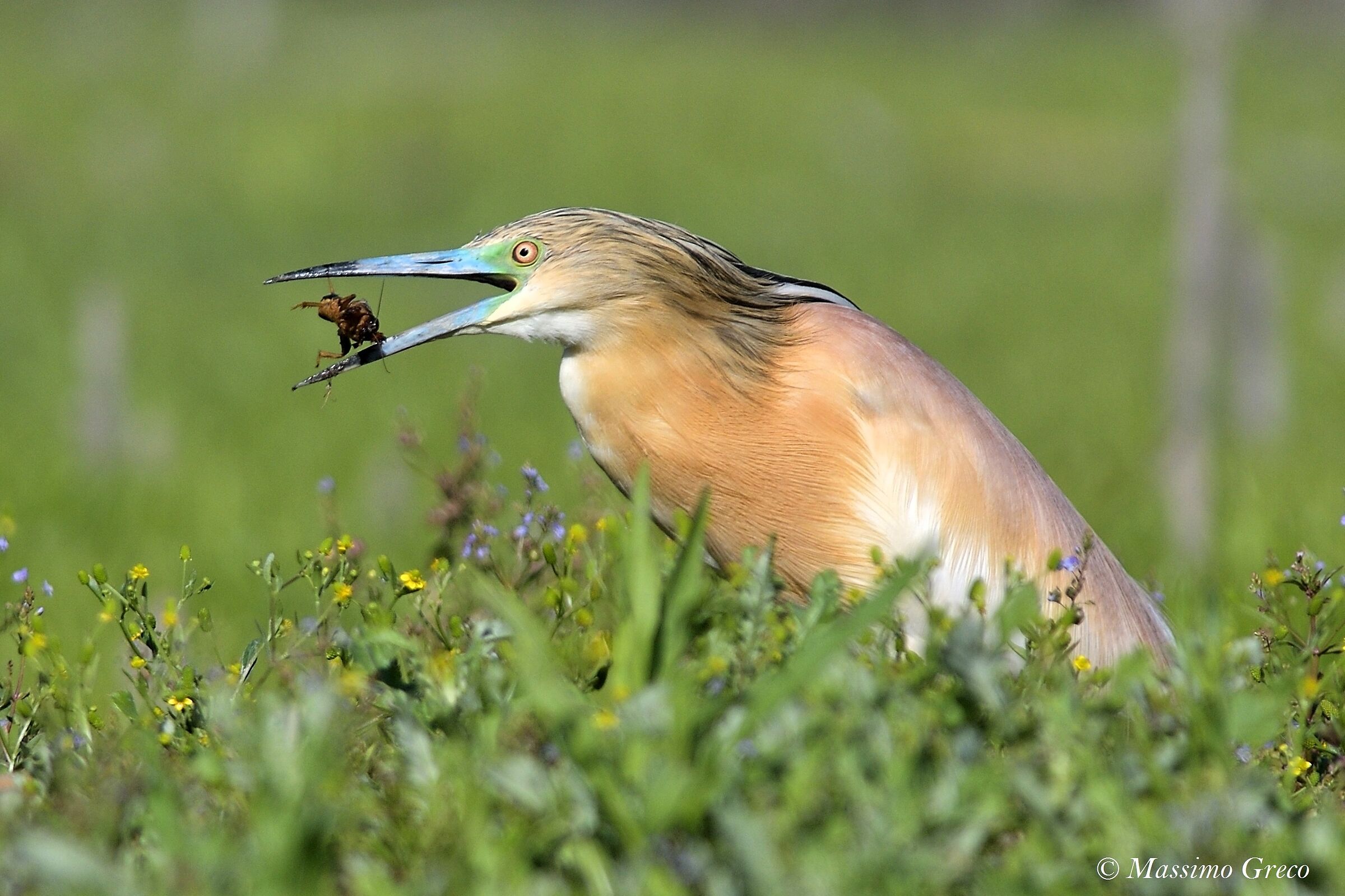 Sgarza ciuffetto con preda (Grillotalpa)