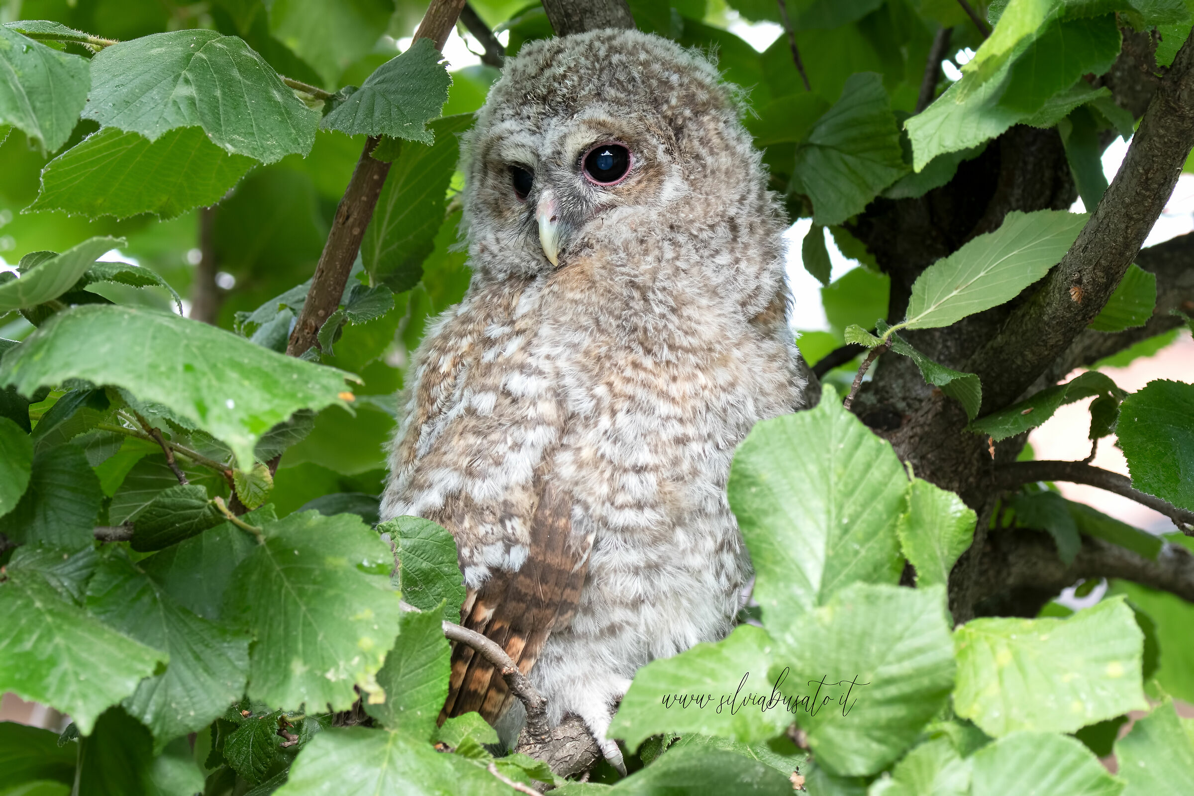 Allocco - pullo sotto la pioggia