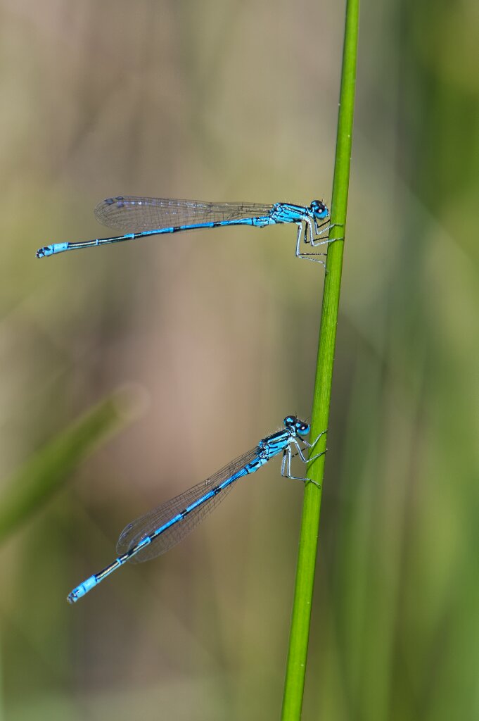 Blue dragonflies