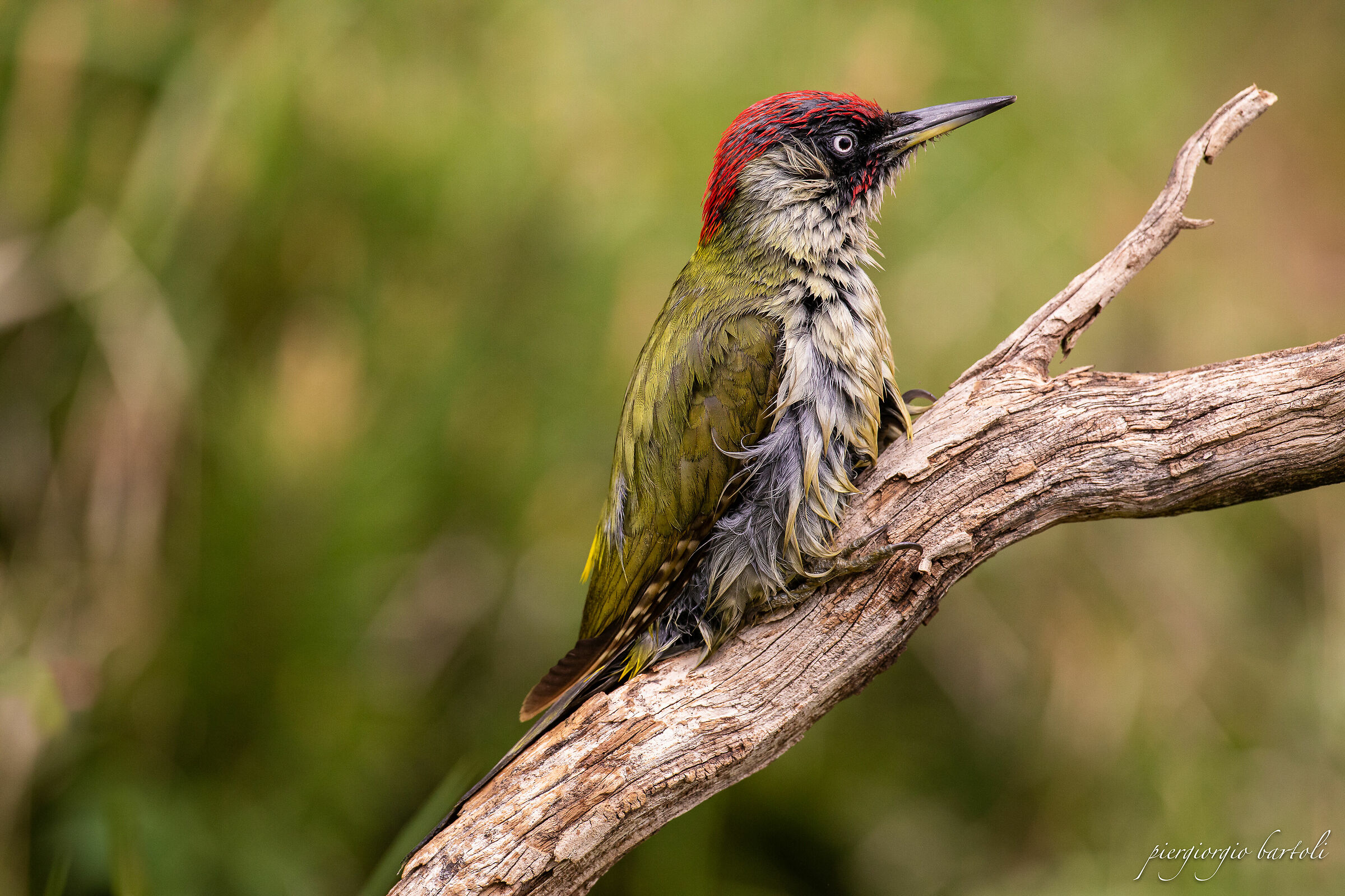 GREEN WOODPECKER