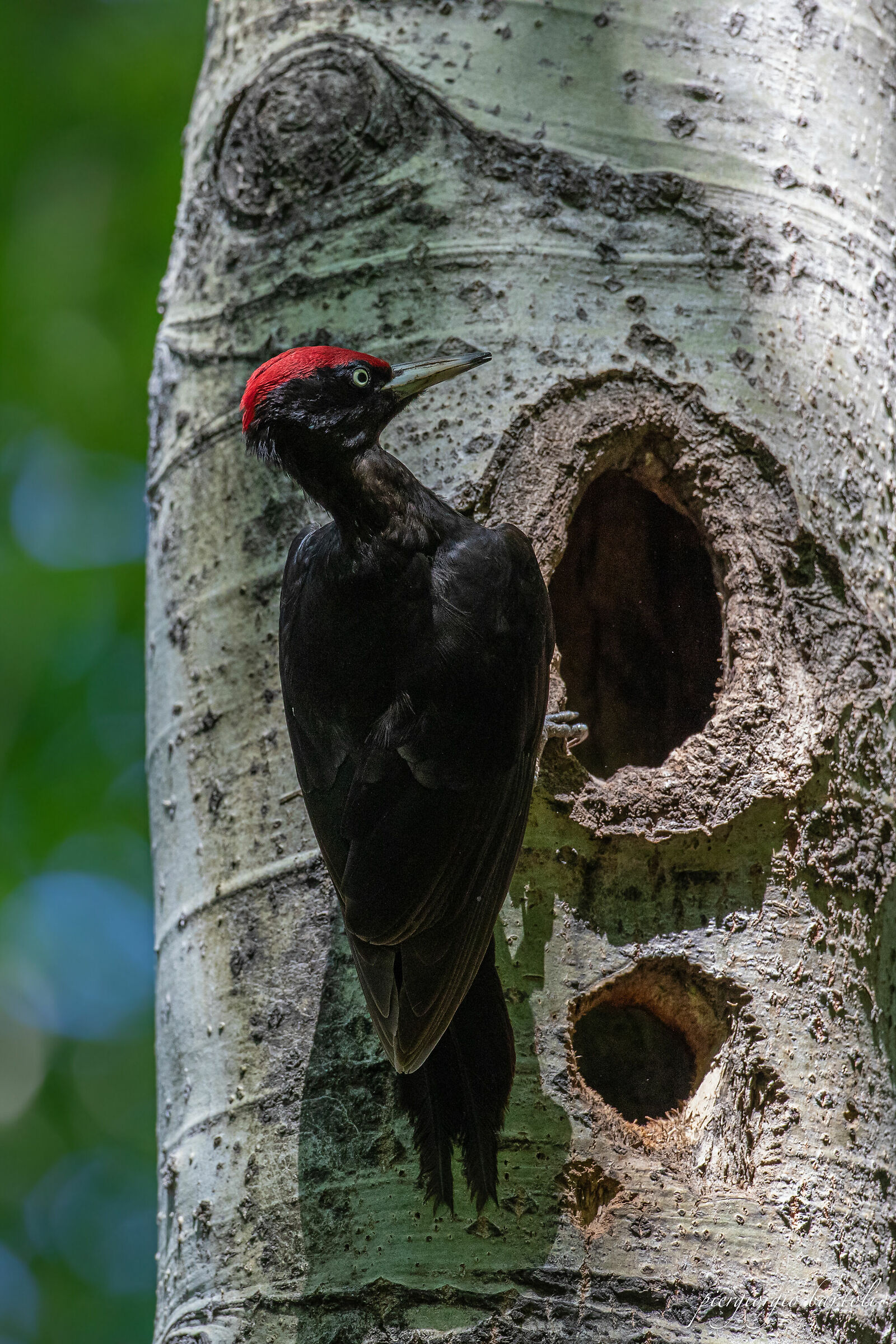BLACK WOODPECKER