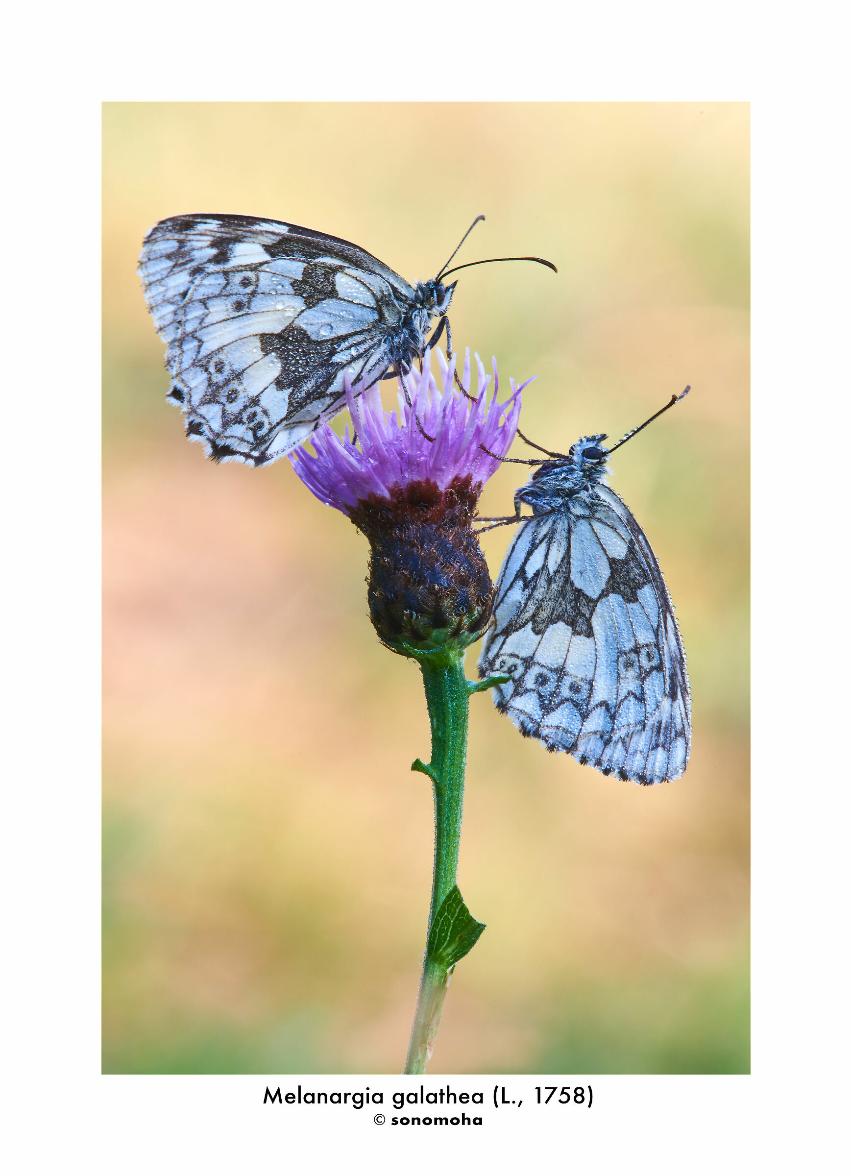 marbled white