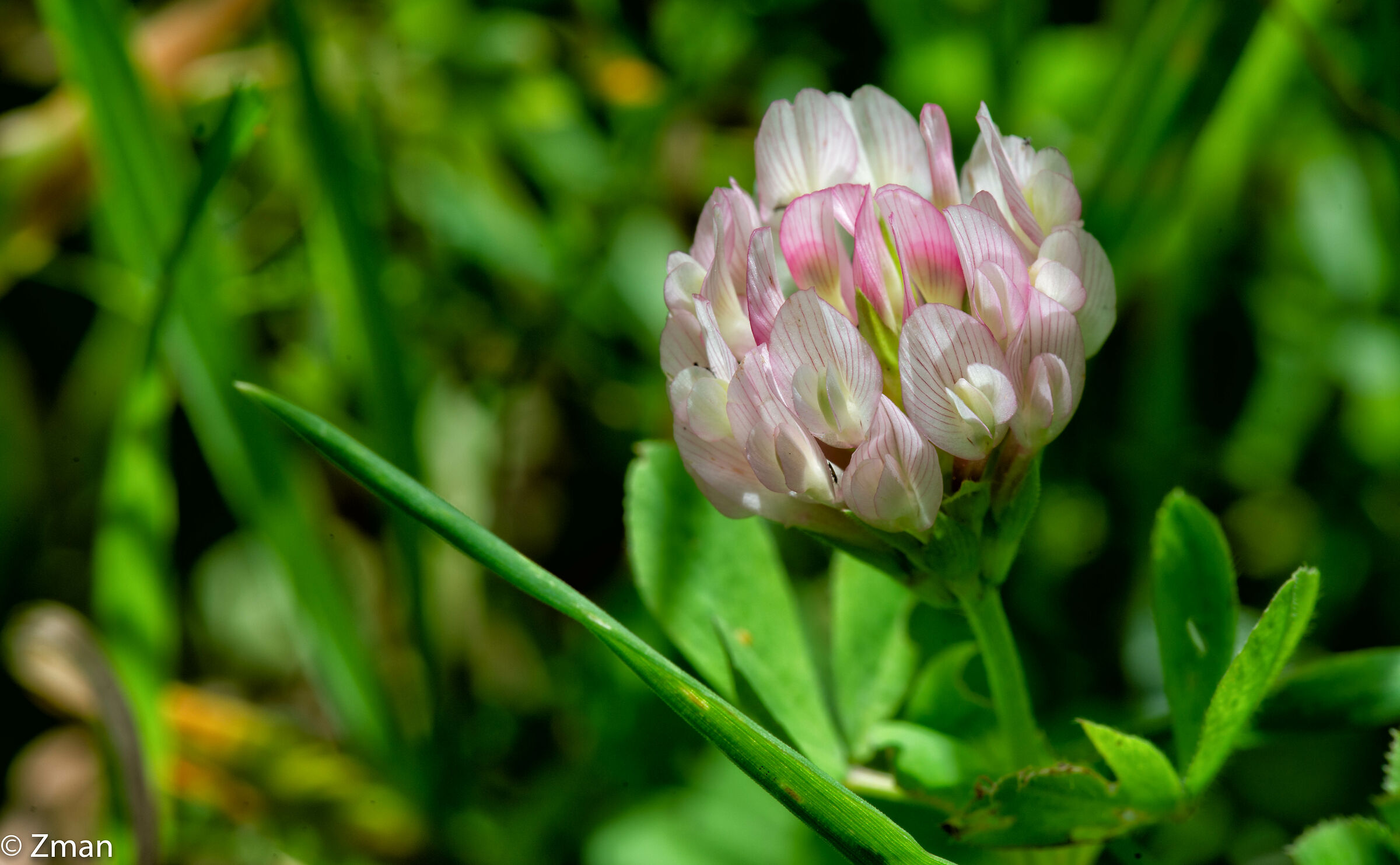 Fiori di tridiazione rossa