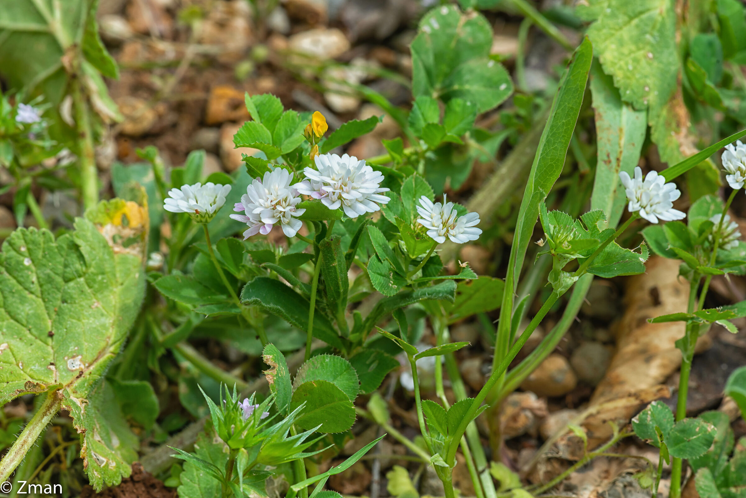 Fiori tridii-socipersiani