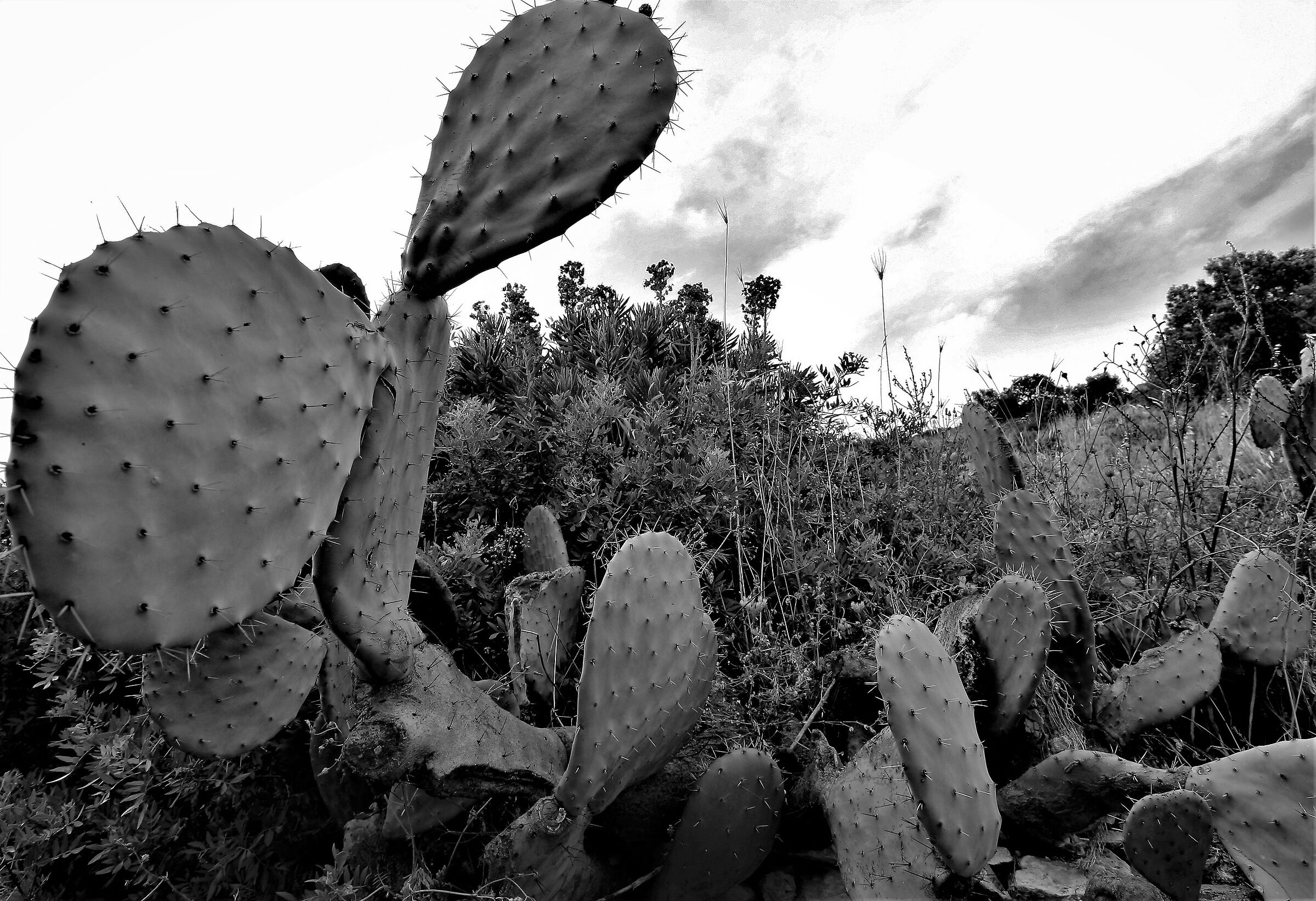 Prickly pear