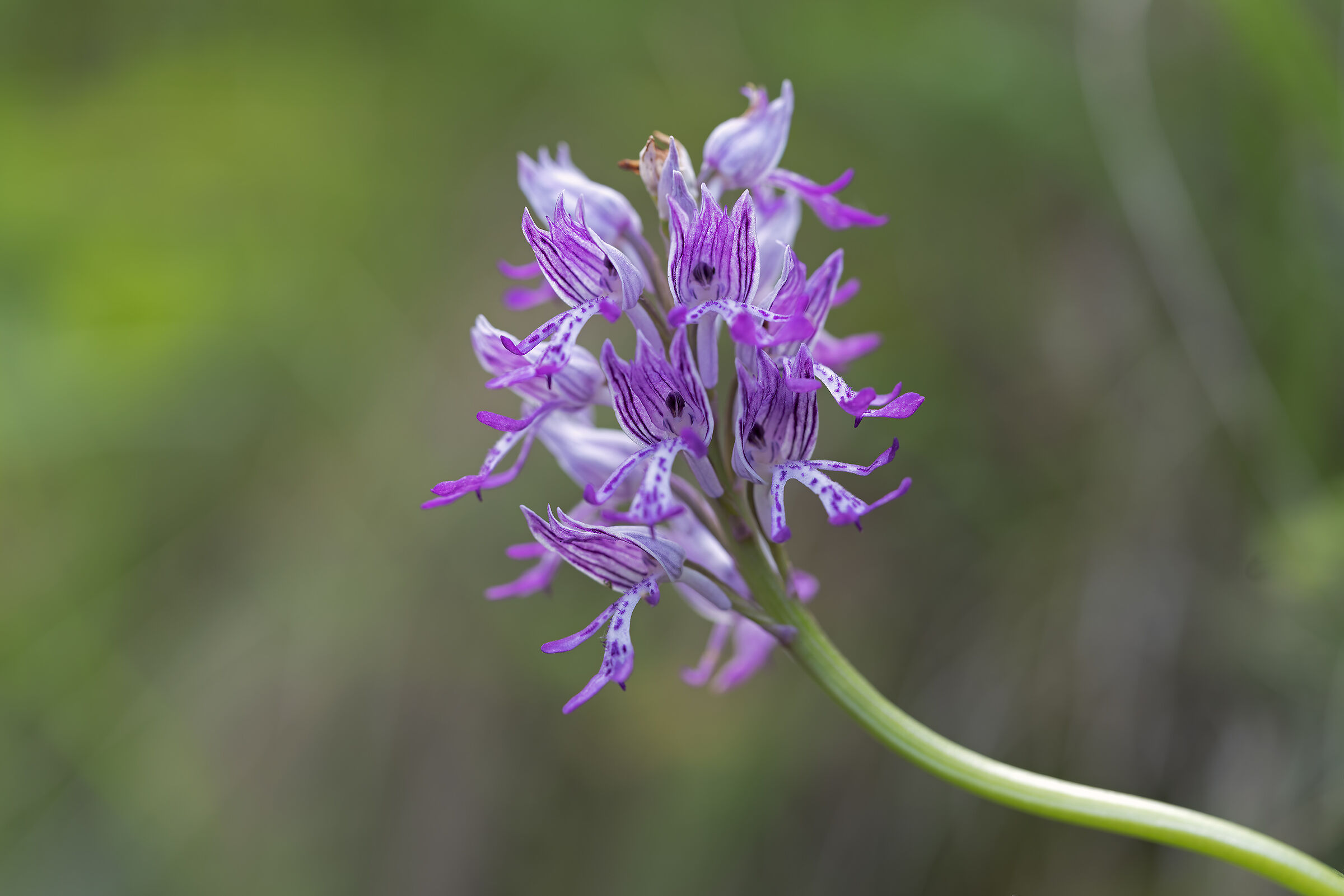 Orchidea Alpina
