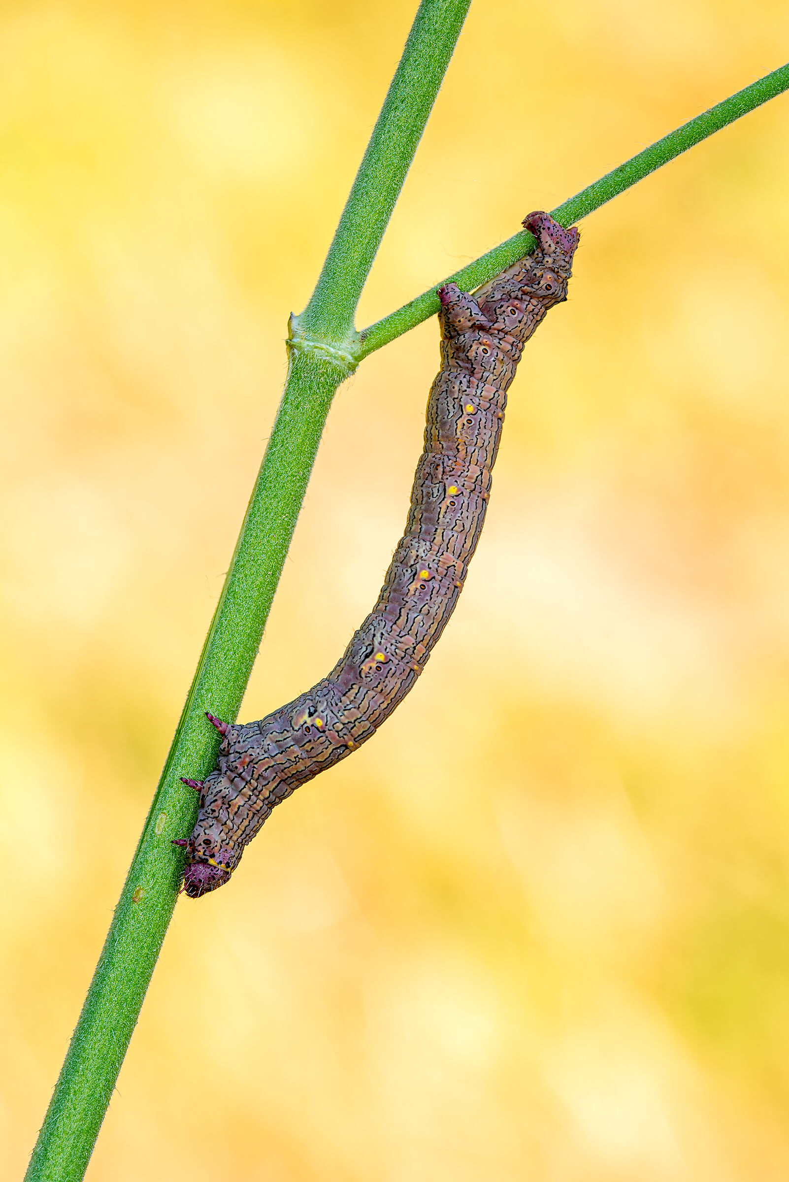 Bruco di Lycia hirtaria