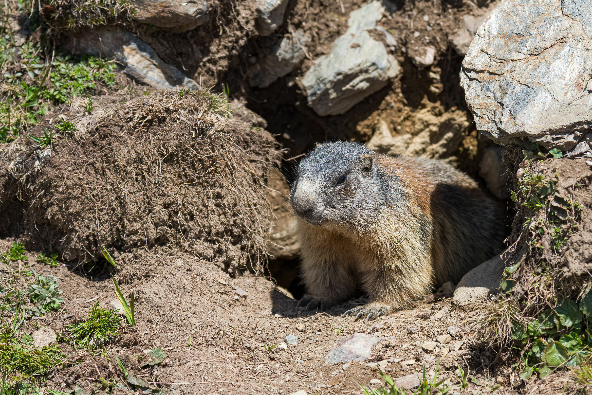 Marmotta