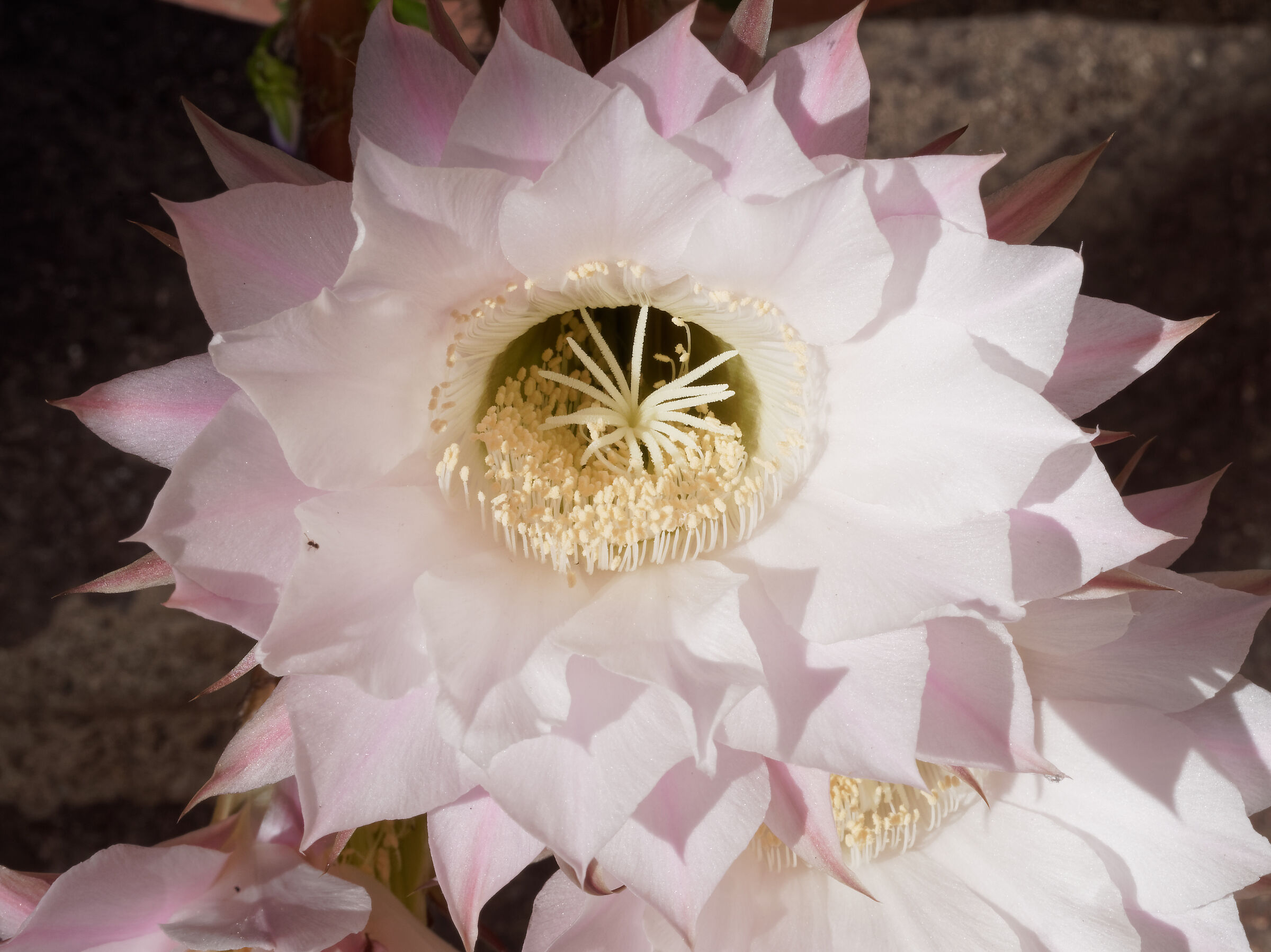 Echinopsis, New