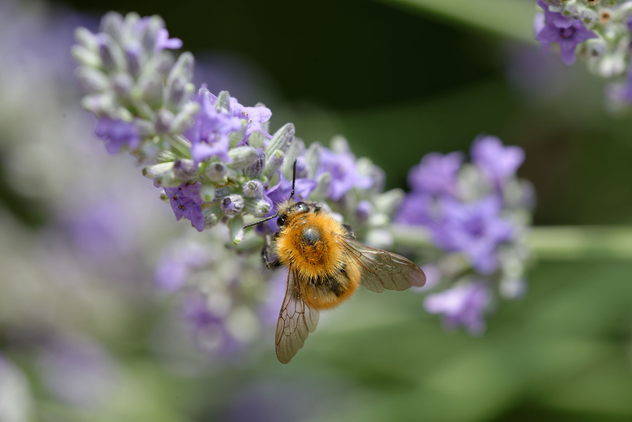 Bee and lavender
