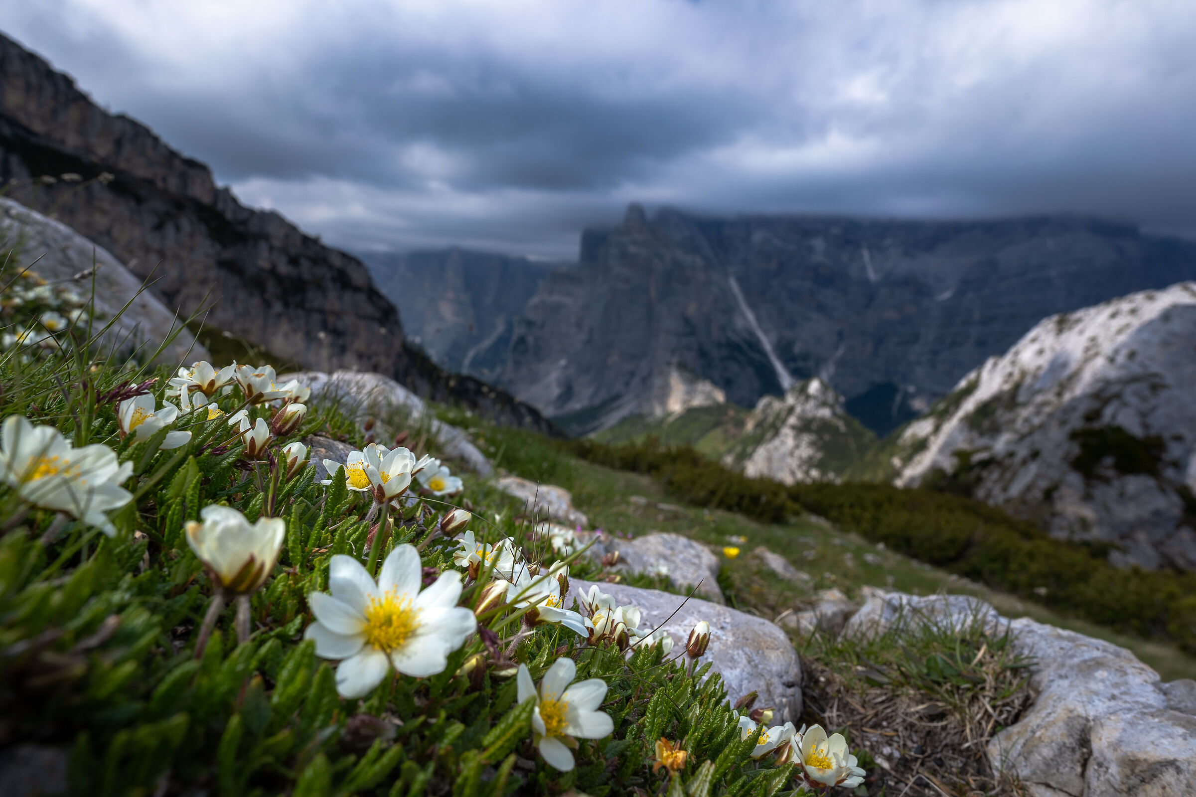 Fiori montagne e nuvole
