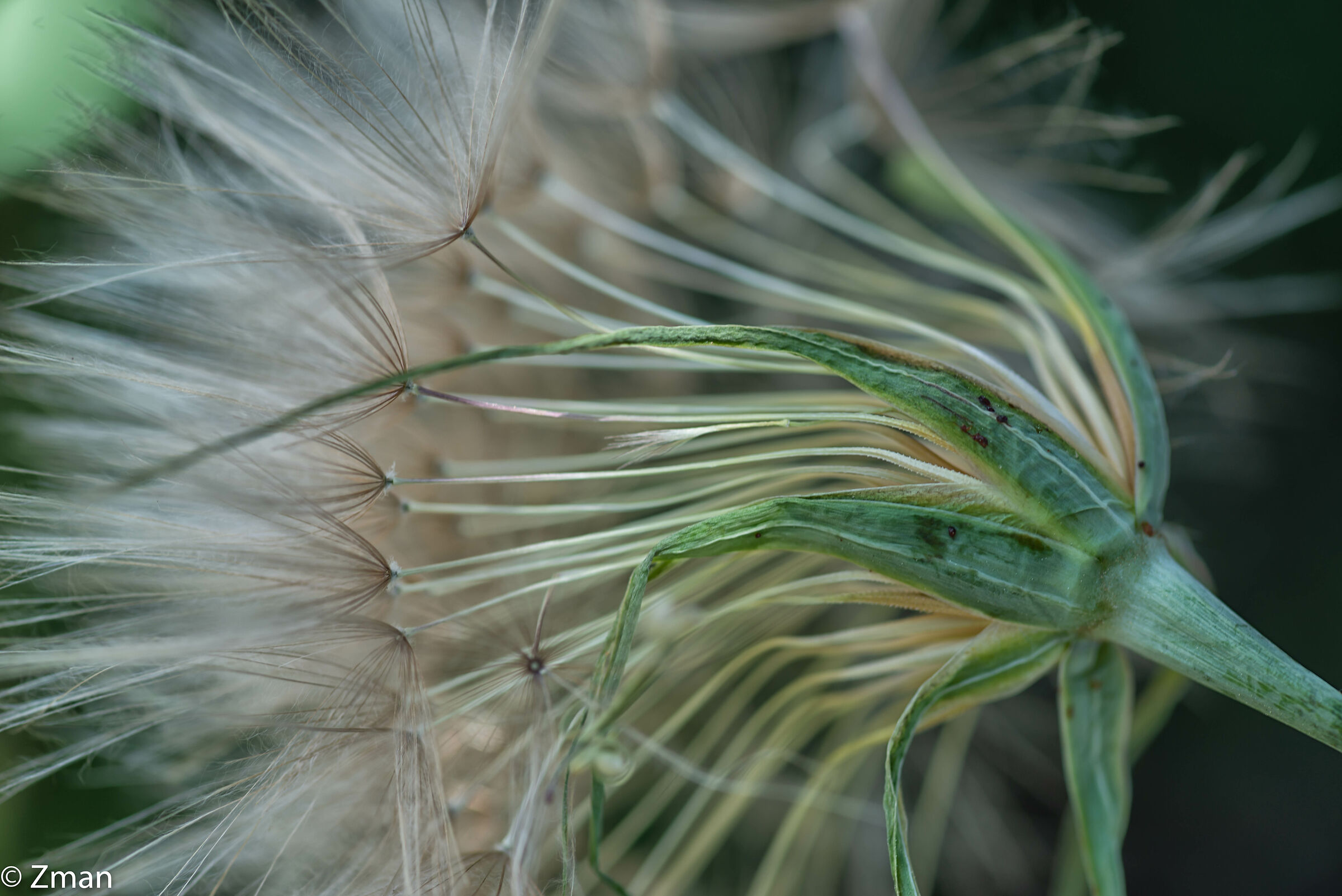 Dandelion