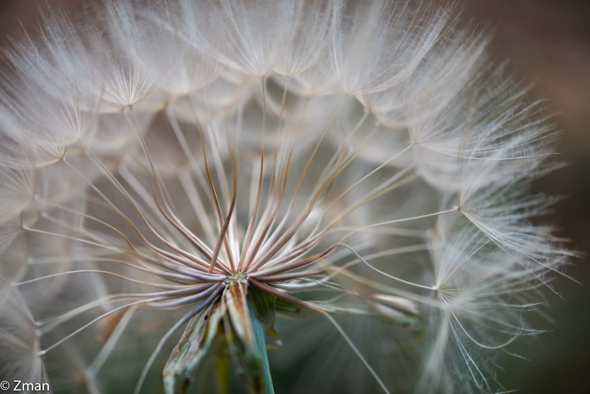 Dandelion