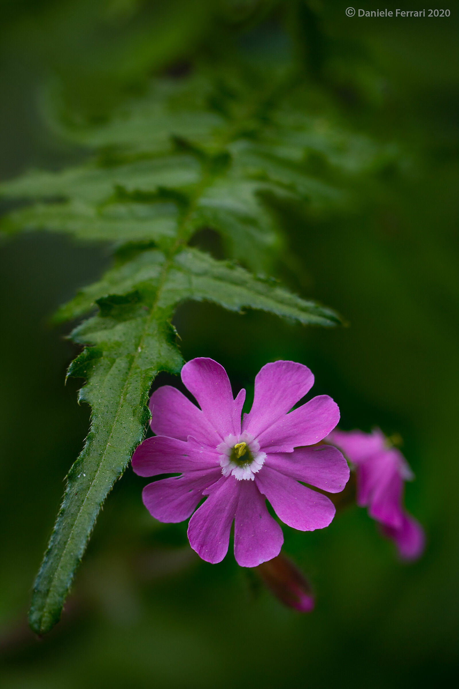 Silene dioica